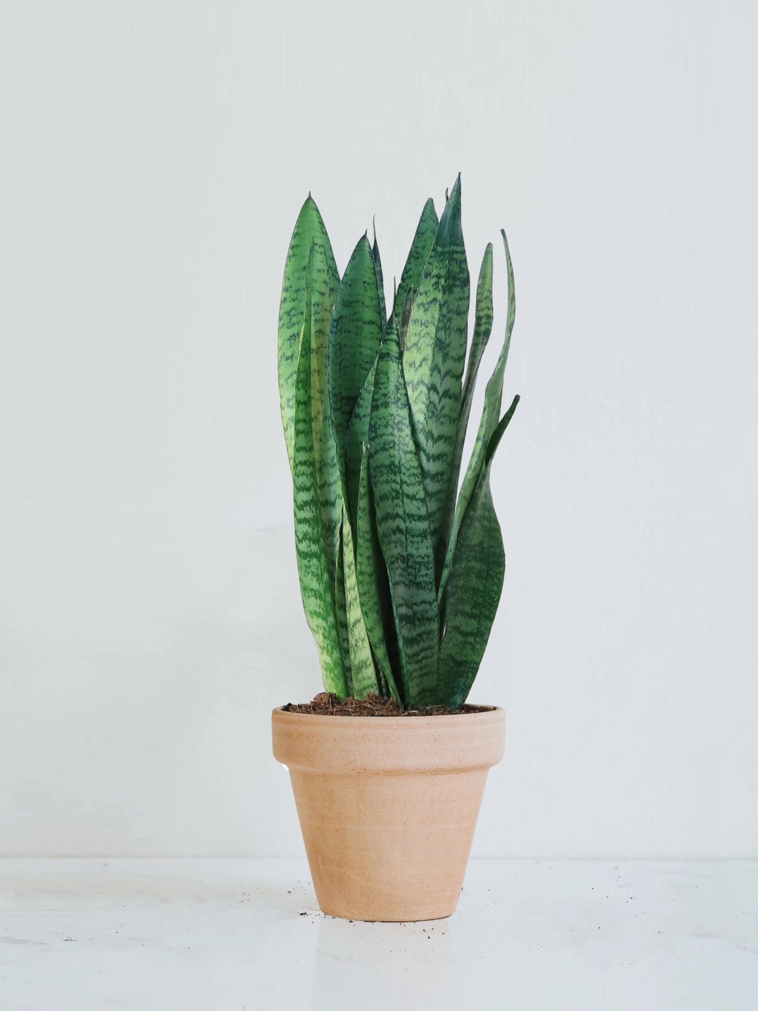 Sanseveria zeylancia - Plantredo