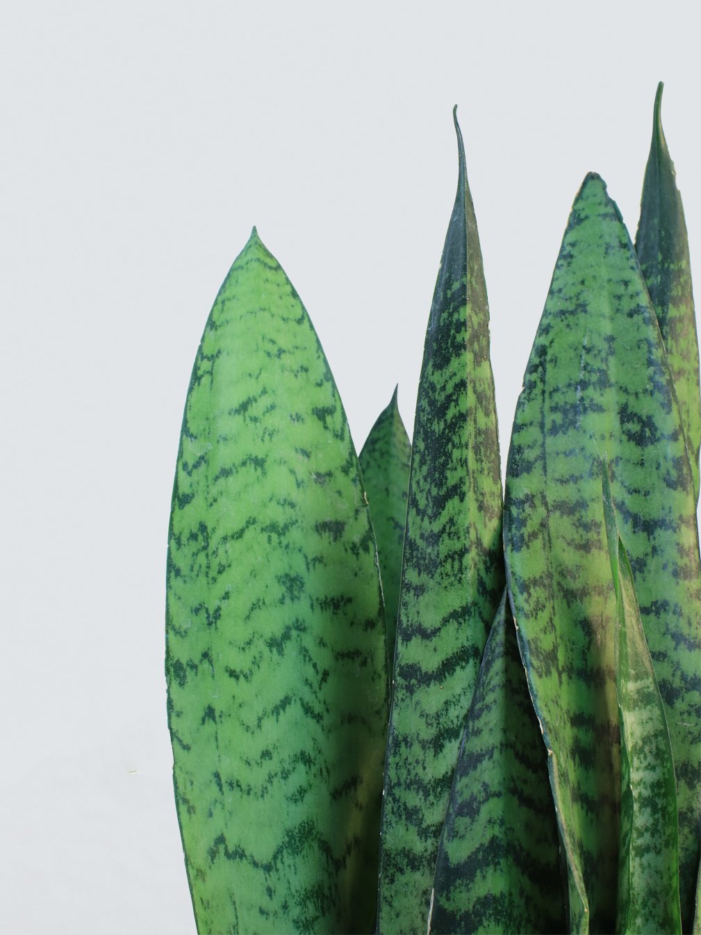 Sanseveria zeylancia - Plantredo