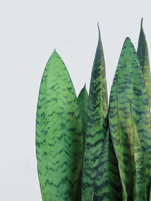 Sanseveria zeylancia - Plantredo