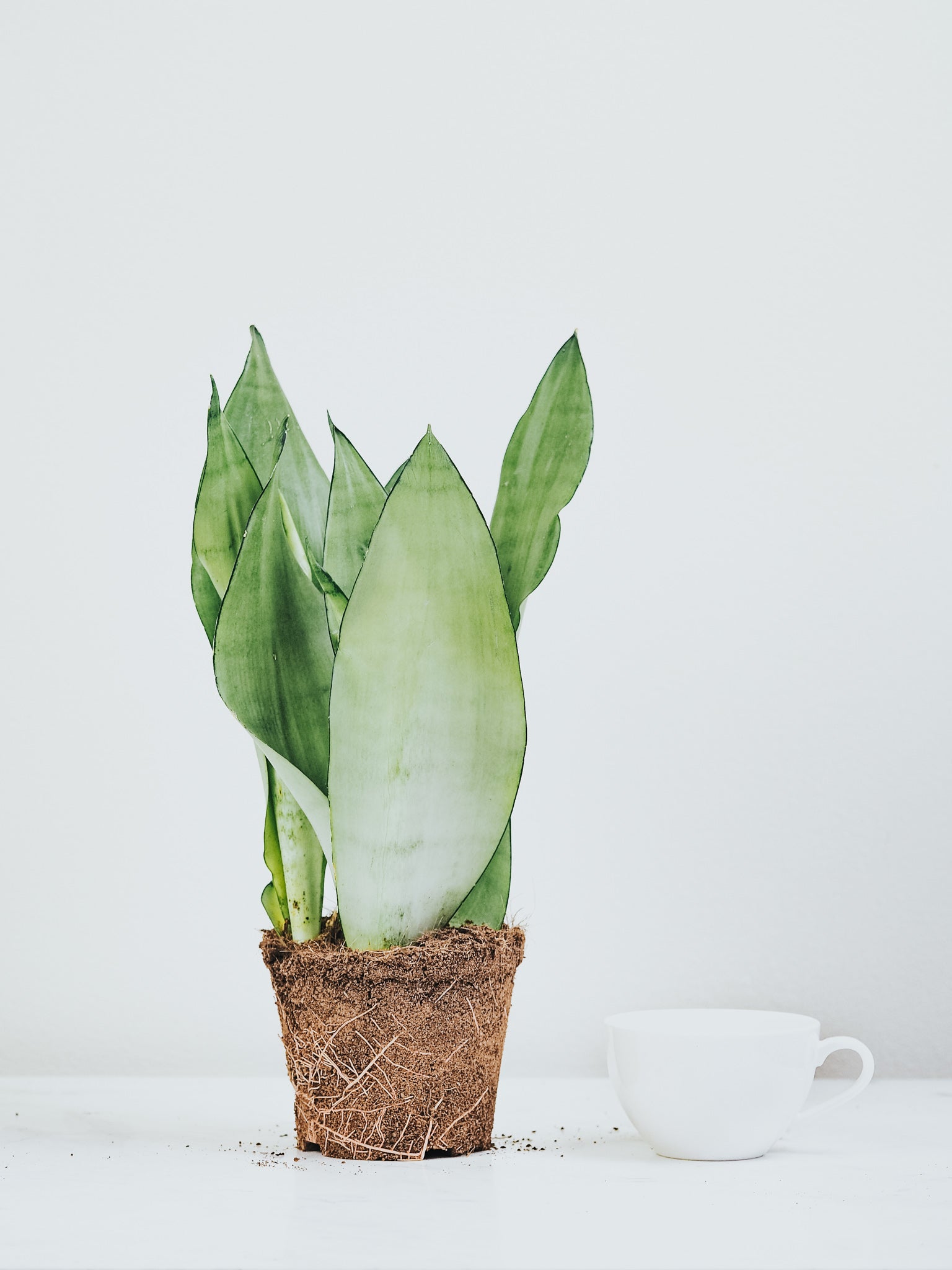 Sansevieria Moonshine - Plantredo