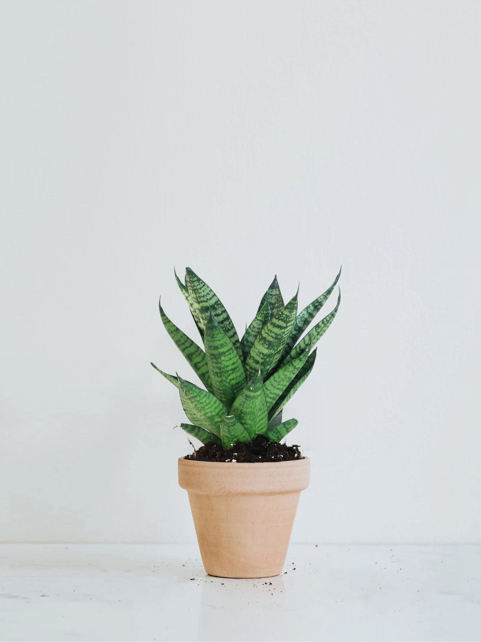 Sansevieria 'tough lady' - Plantredo