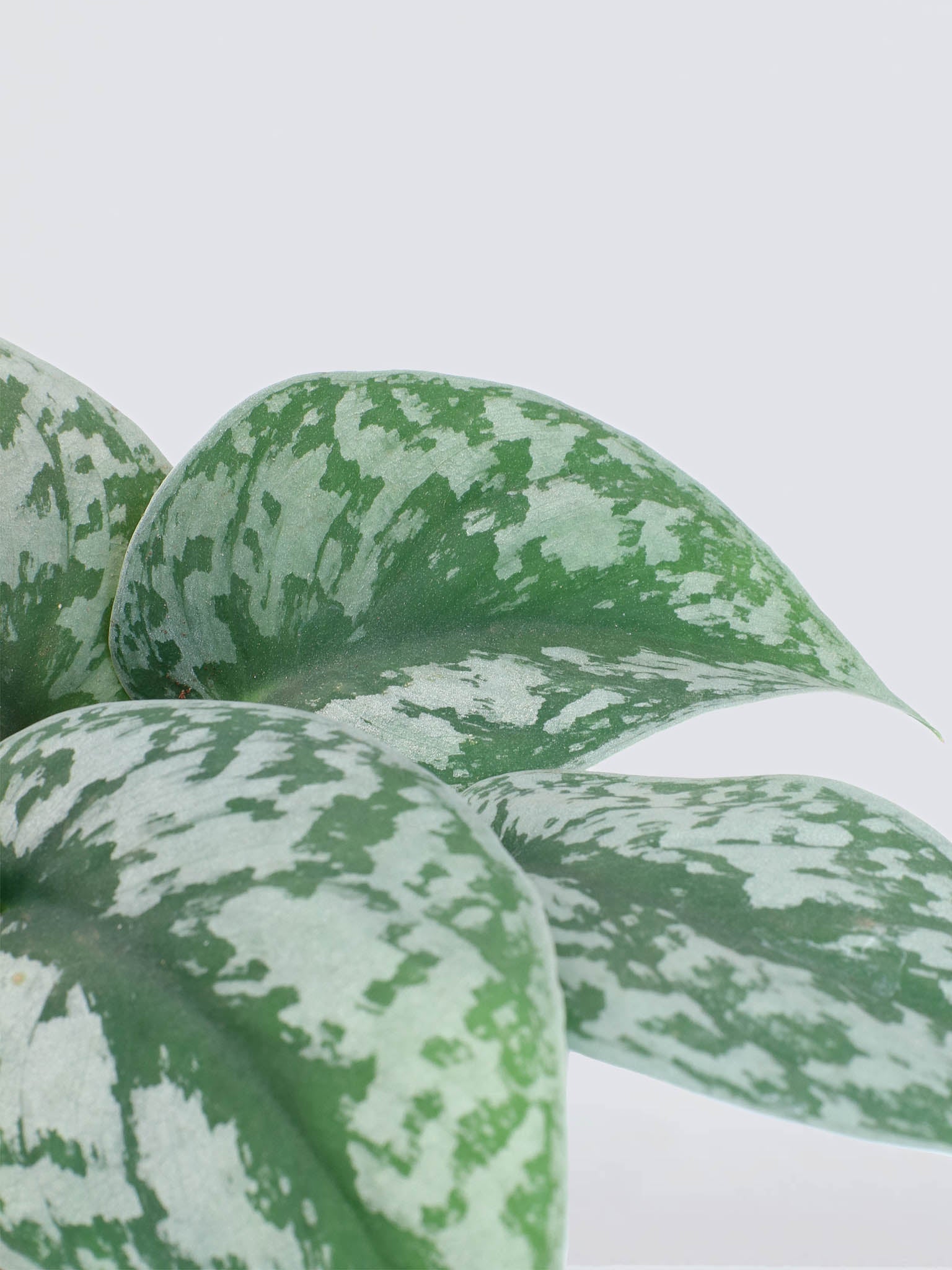 Scindapsus pictus 'Exotica' - Plantredo