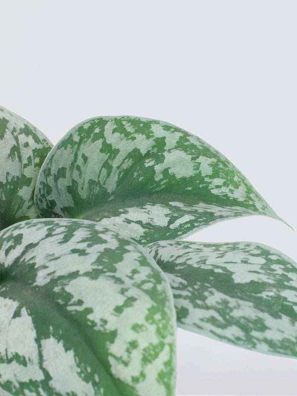 Scindapsus pictus 'Exotica' - Plantredo