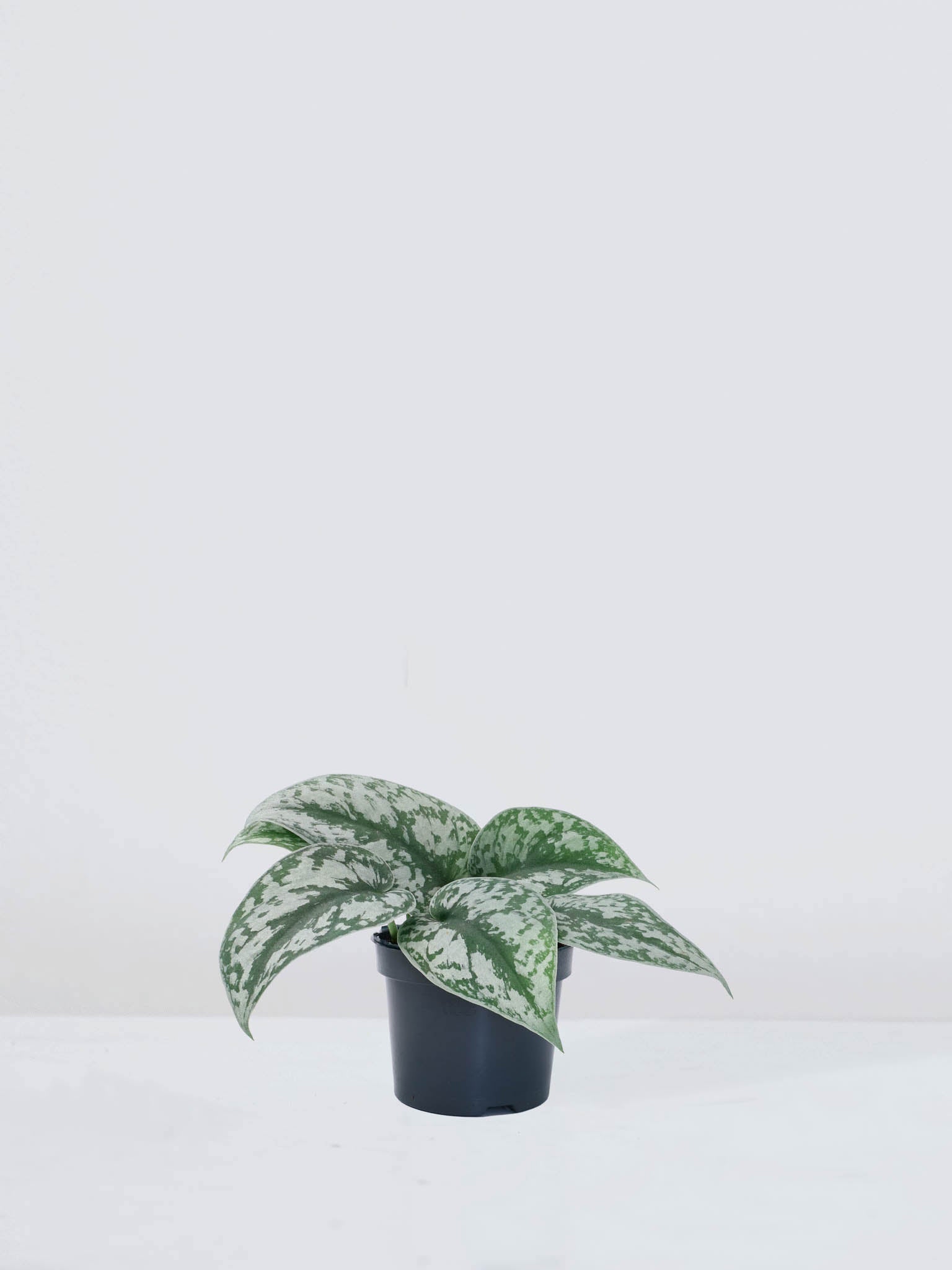 Scindapsus pictus 'Exotica' - Plantredo