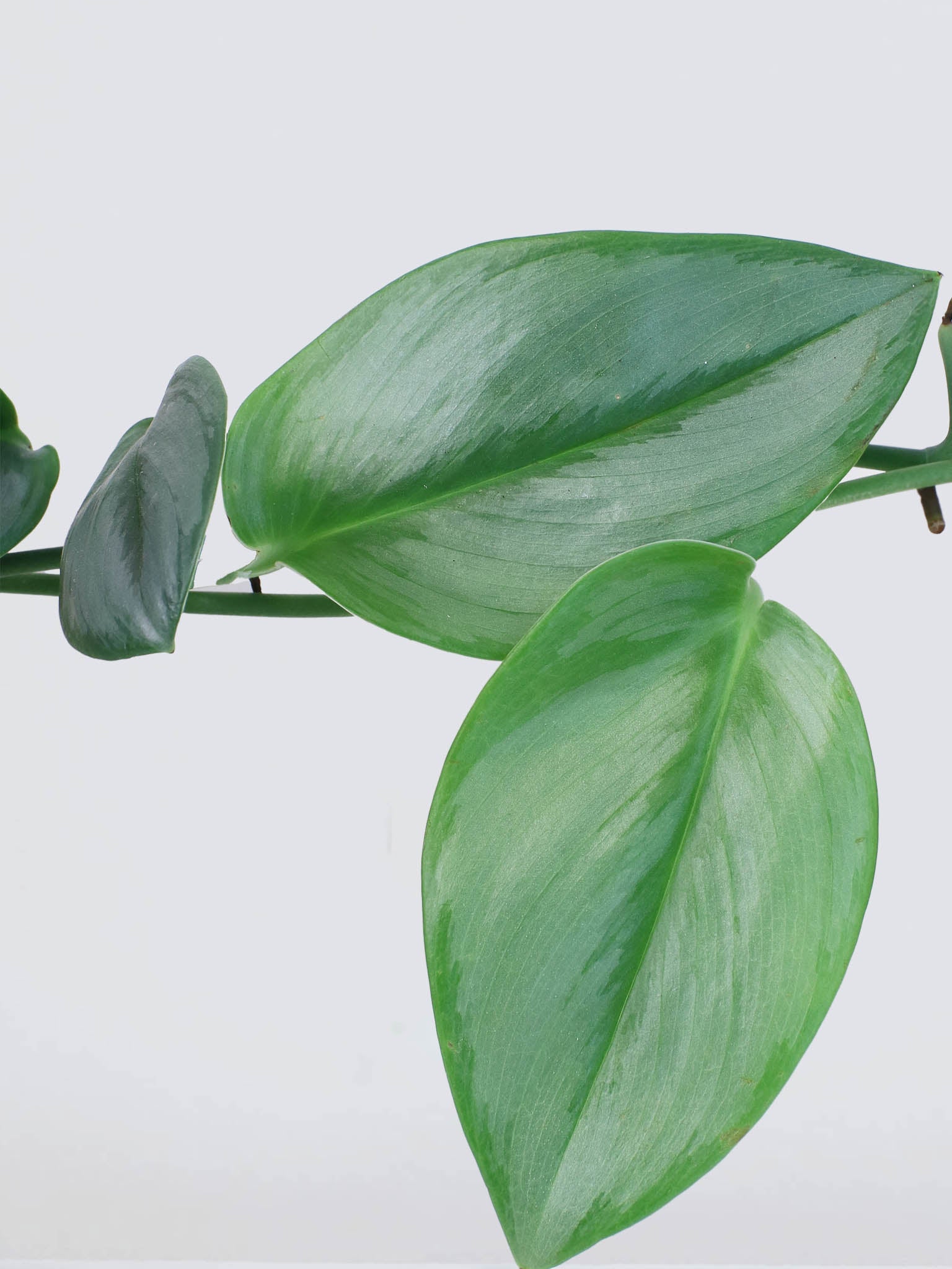 Scindapsus treubii ’Moonlight’ - Plantredo