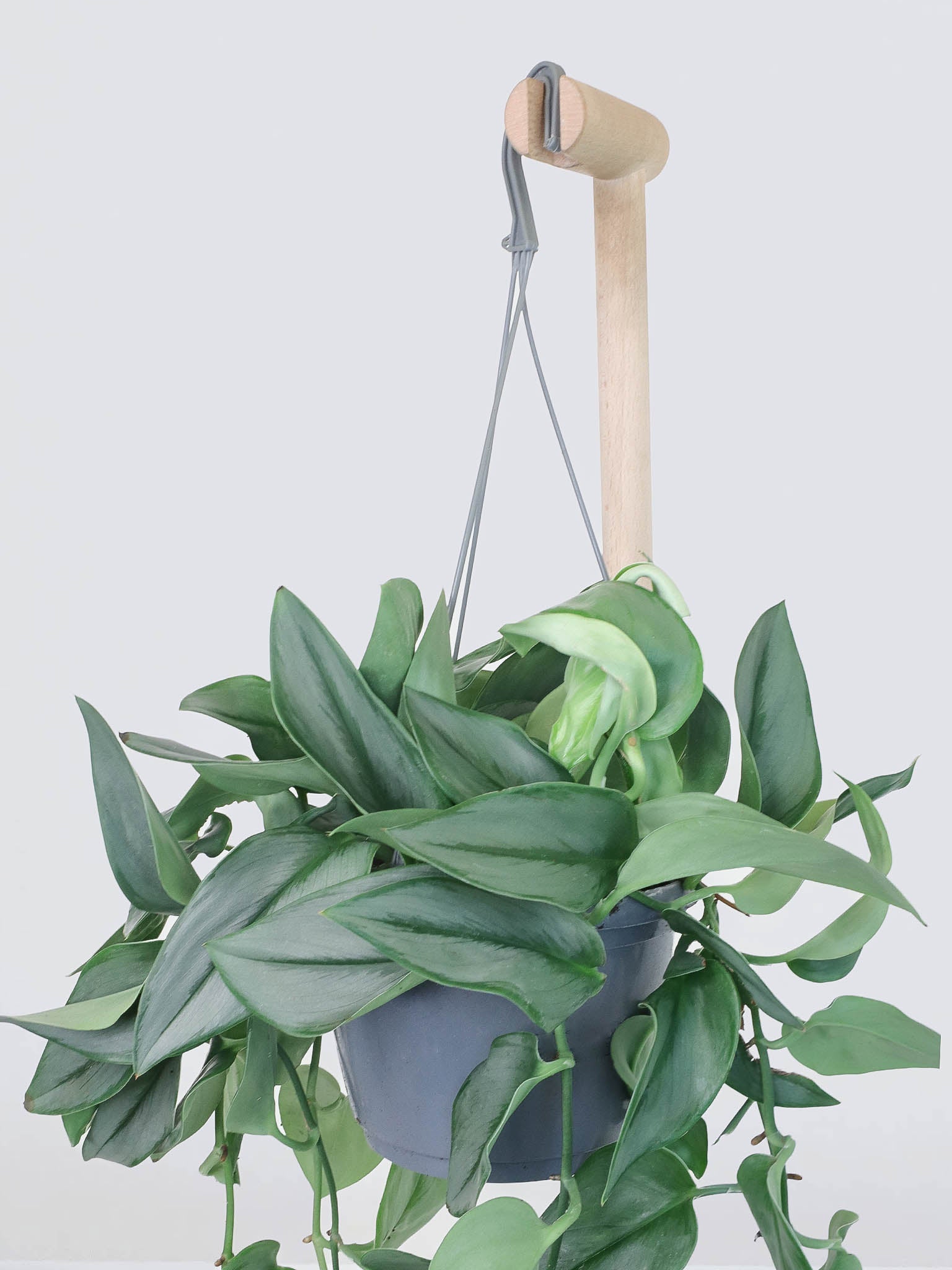 Scindapsus treubii ’Moonlight’ - Plantredo