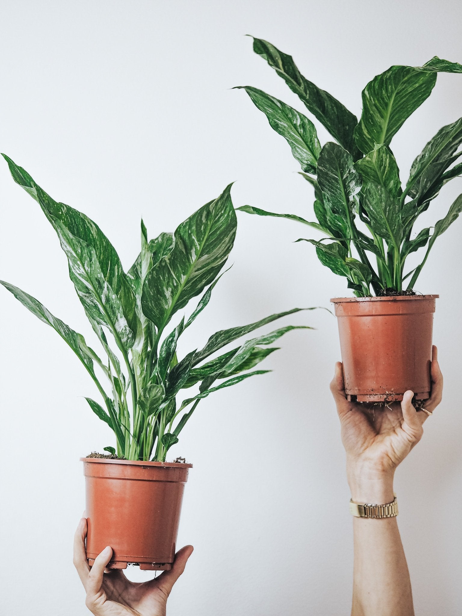 Spathiphyllum Domino - Plantredo