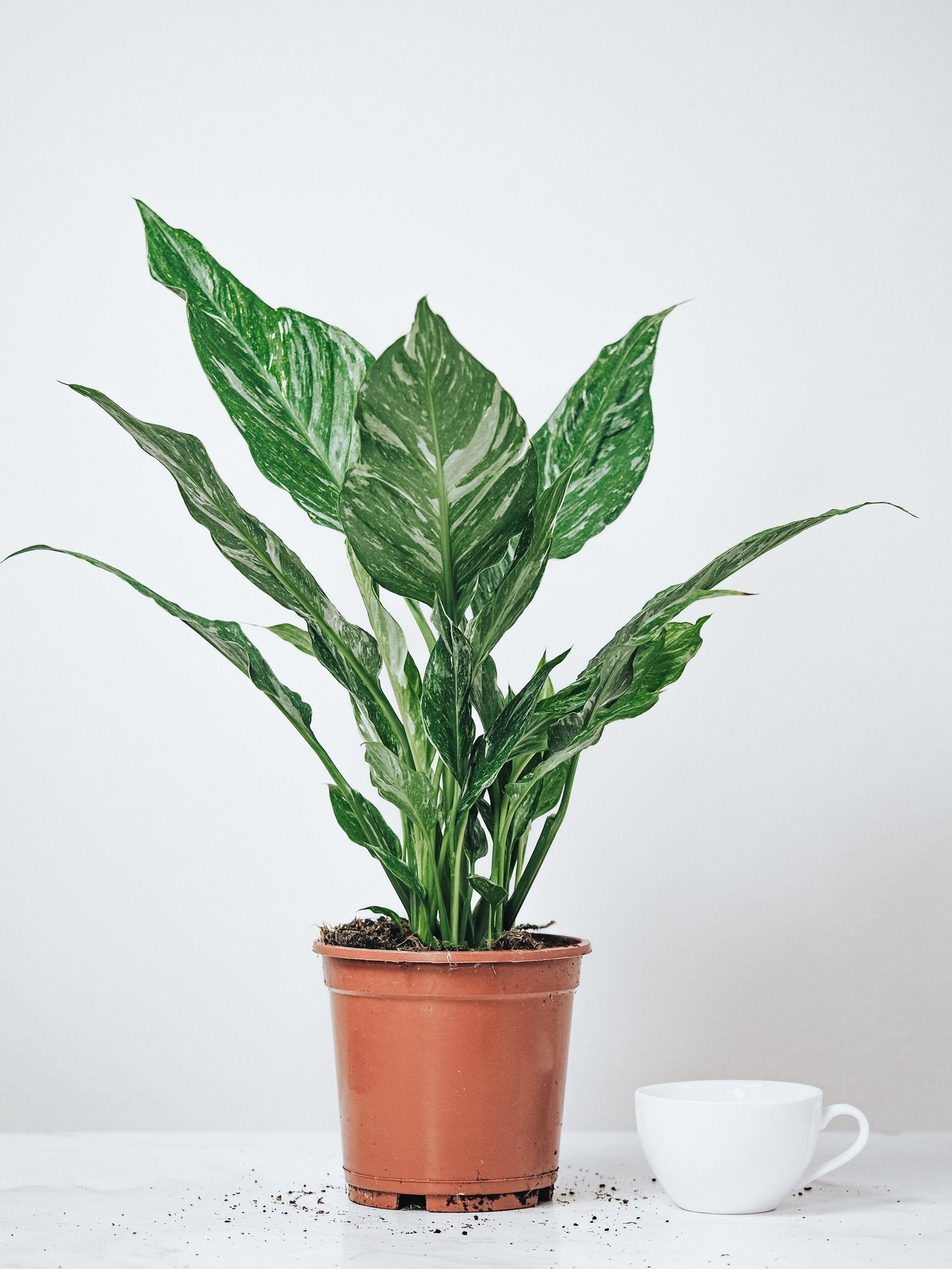 Spathiphyllum Domino - Plantredo