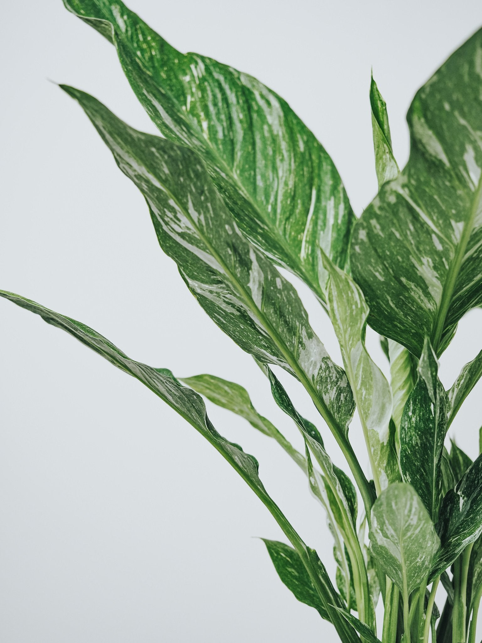 Spathiphyllum Domino - Plantredo