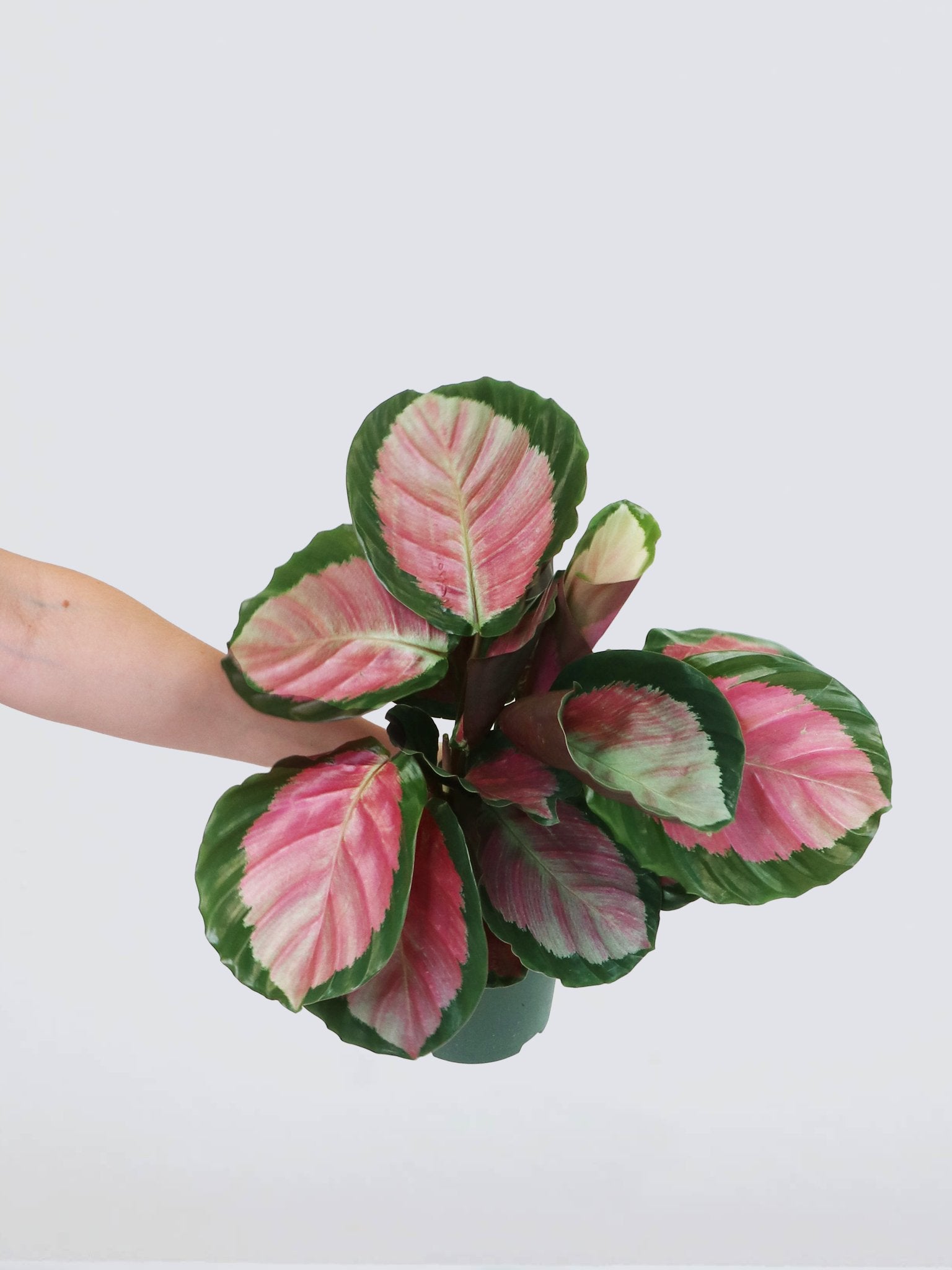 Stor Calathea Rosy - Plantredo