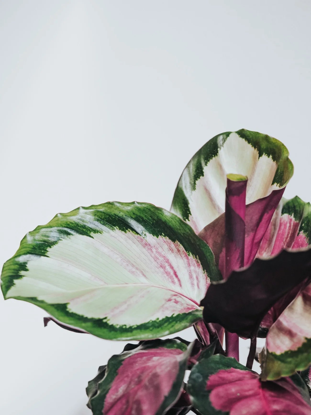 Stor Calathea Rosy - Plantredo