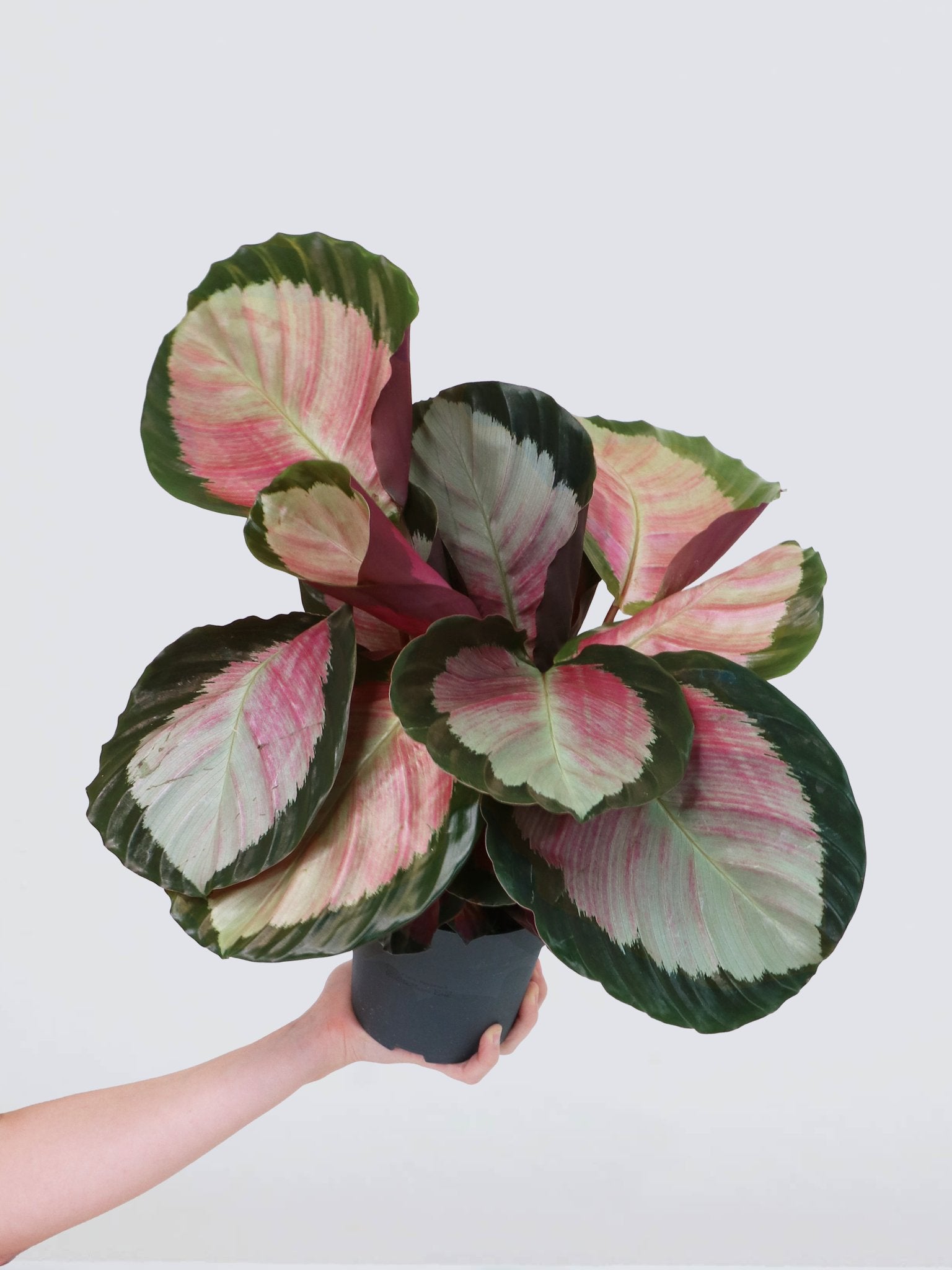 Stor Calathea Rosy - Plantredo