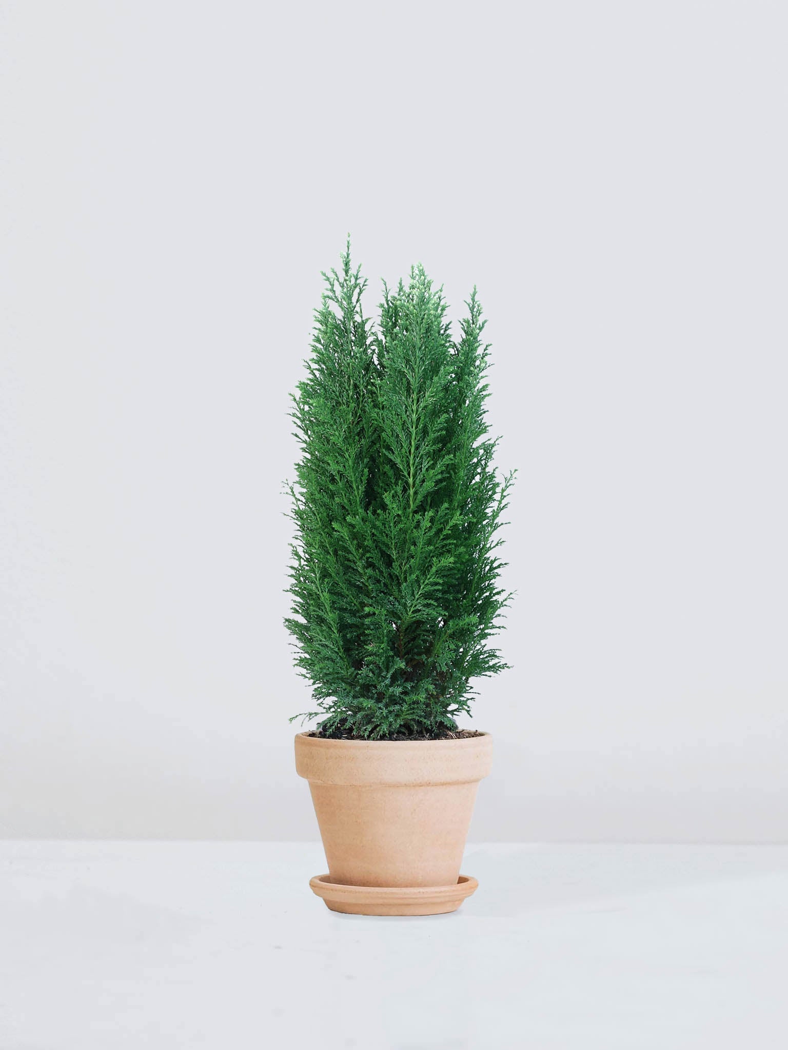 Stor Ellwoodii 'Snowwhite' - Plantredo