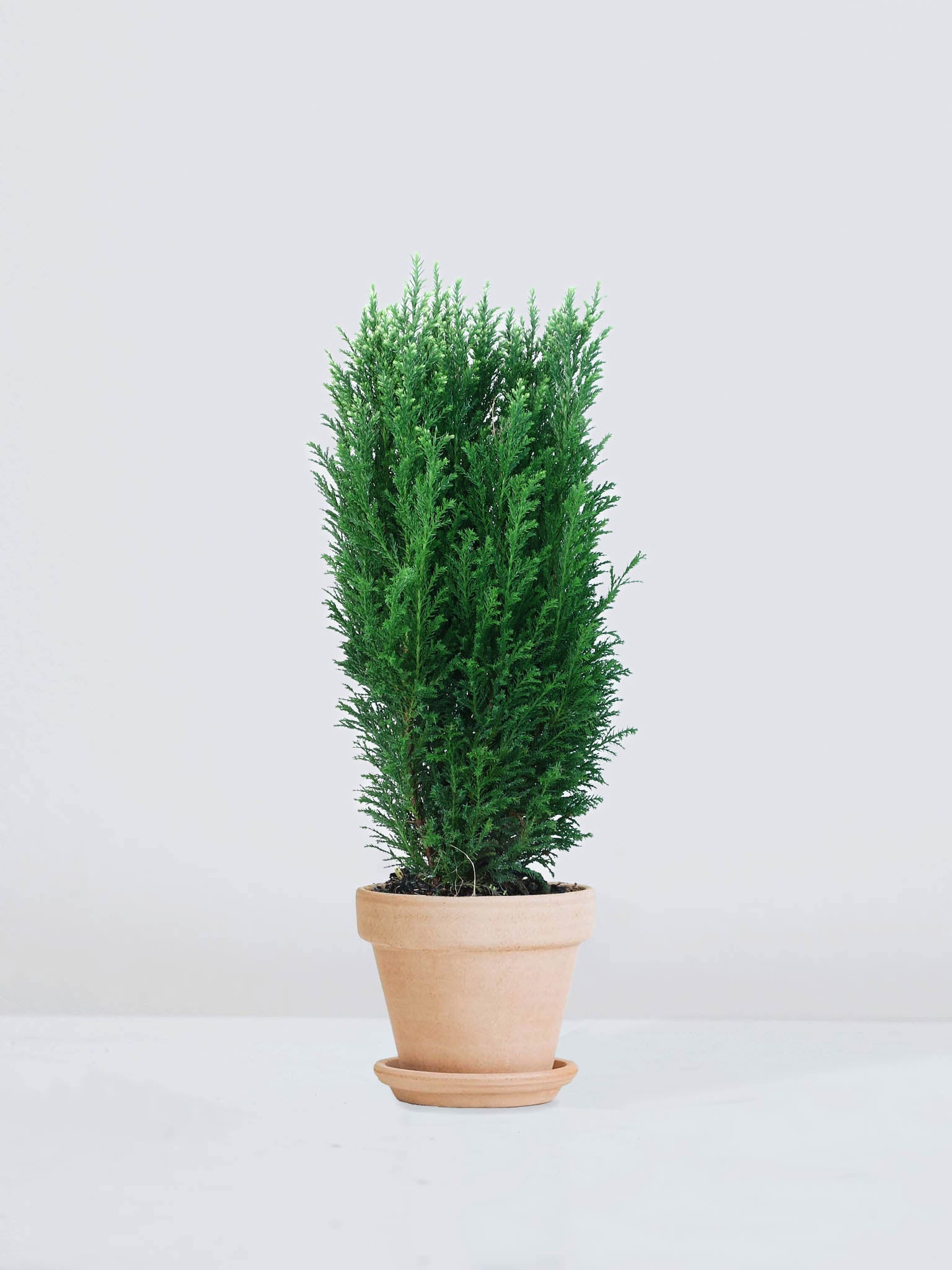 Stor Ellwoodii 'Snowwhite' - Plantredo