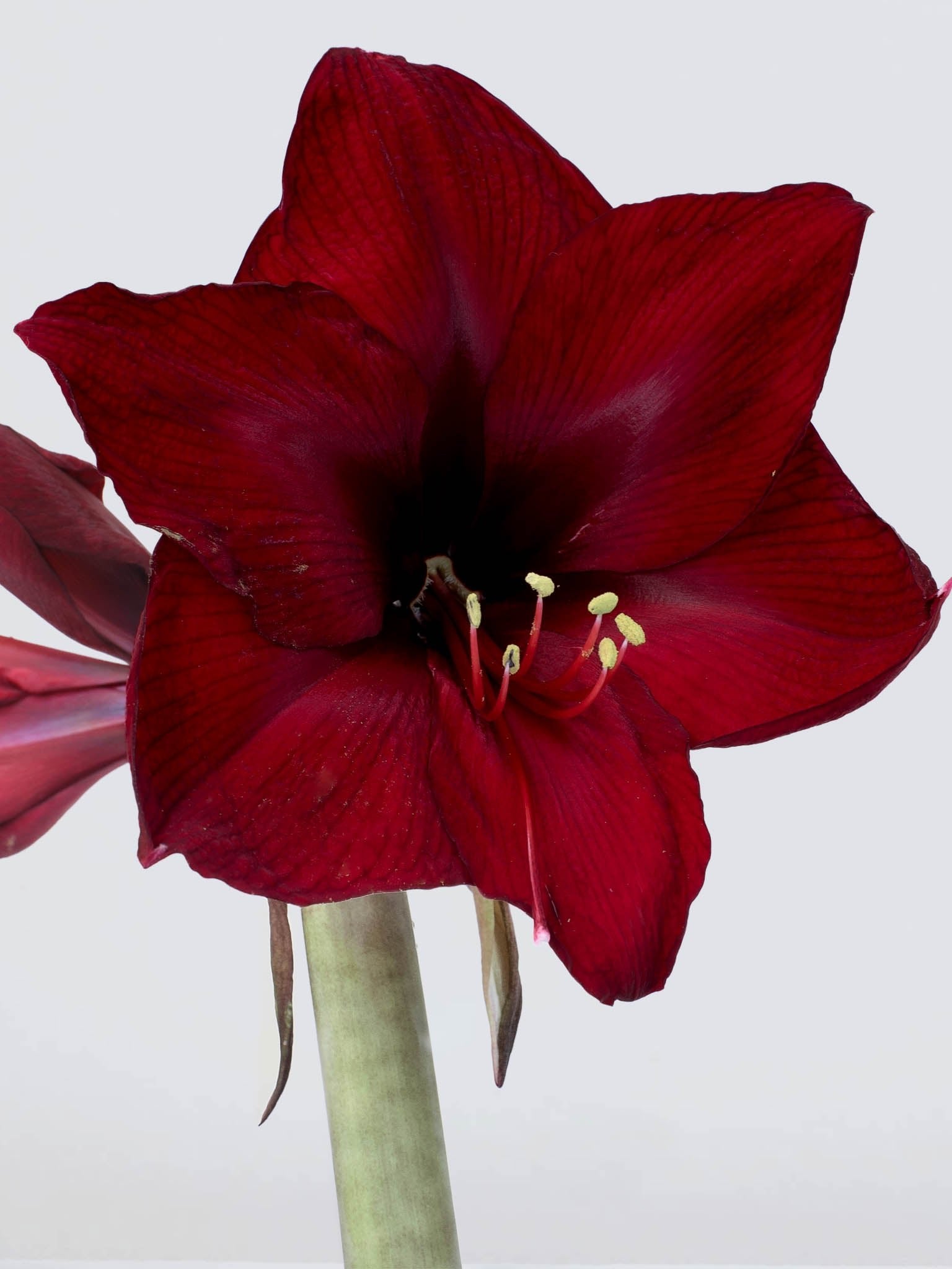Stor Röd Amaryllis - Plantredo