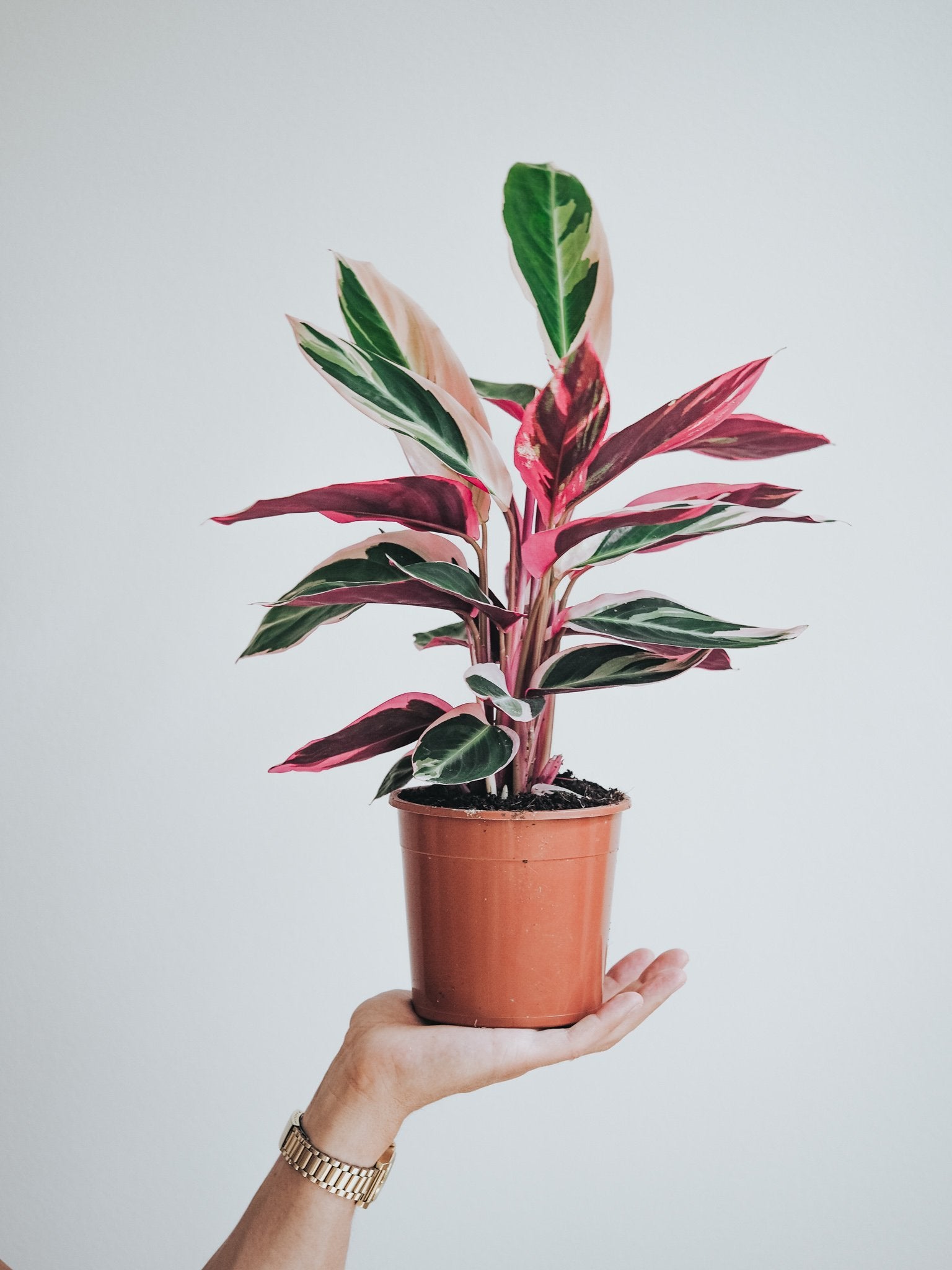Stromanthe Triostar - Plantredo