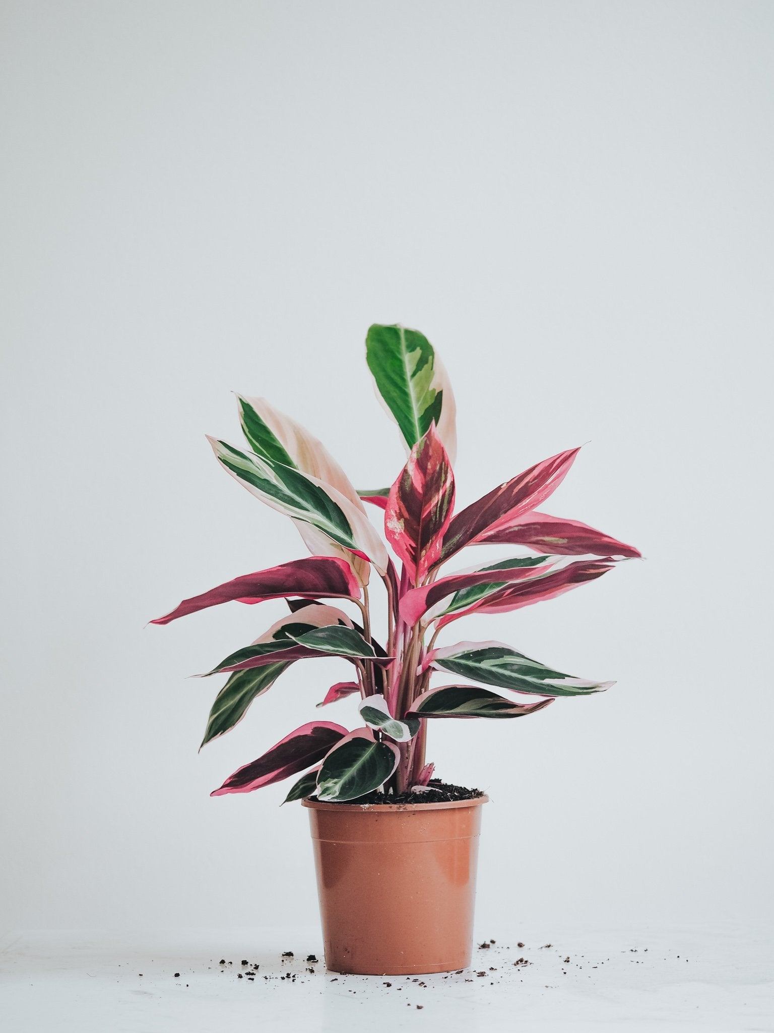 Stromanthe Triostar - Plantredo