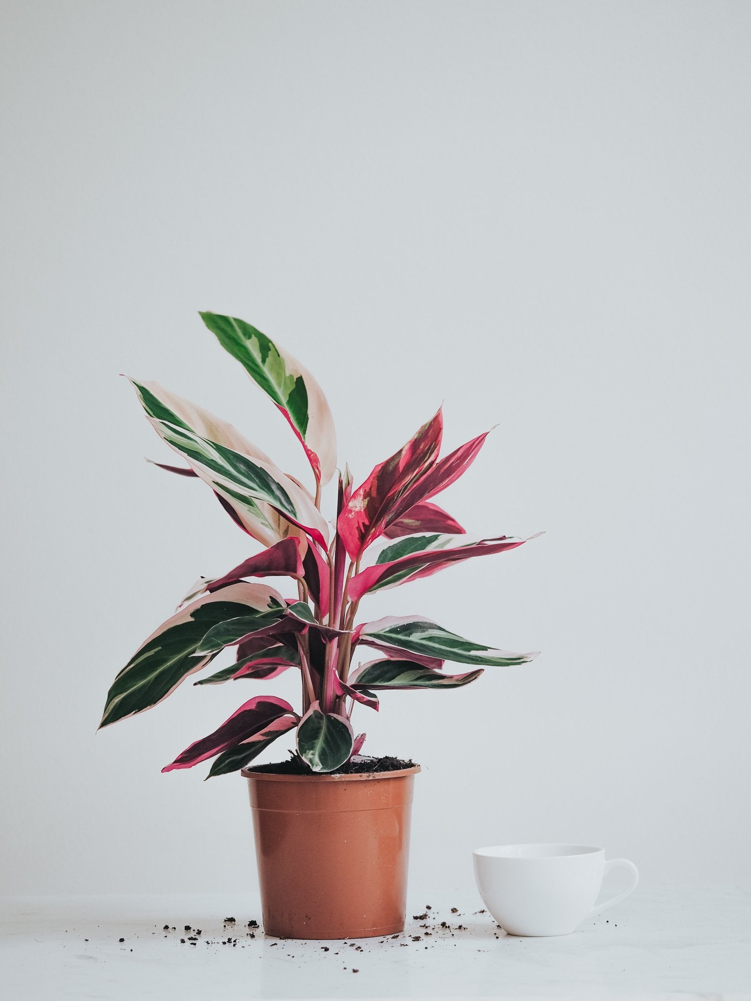 Stromanthe Triostar - Plantredo