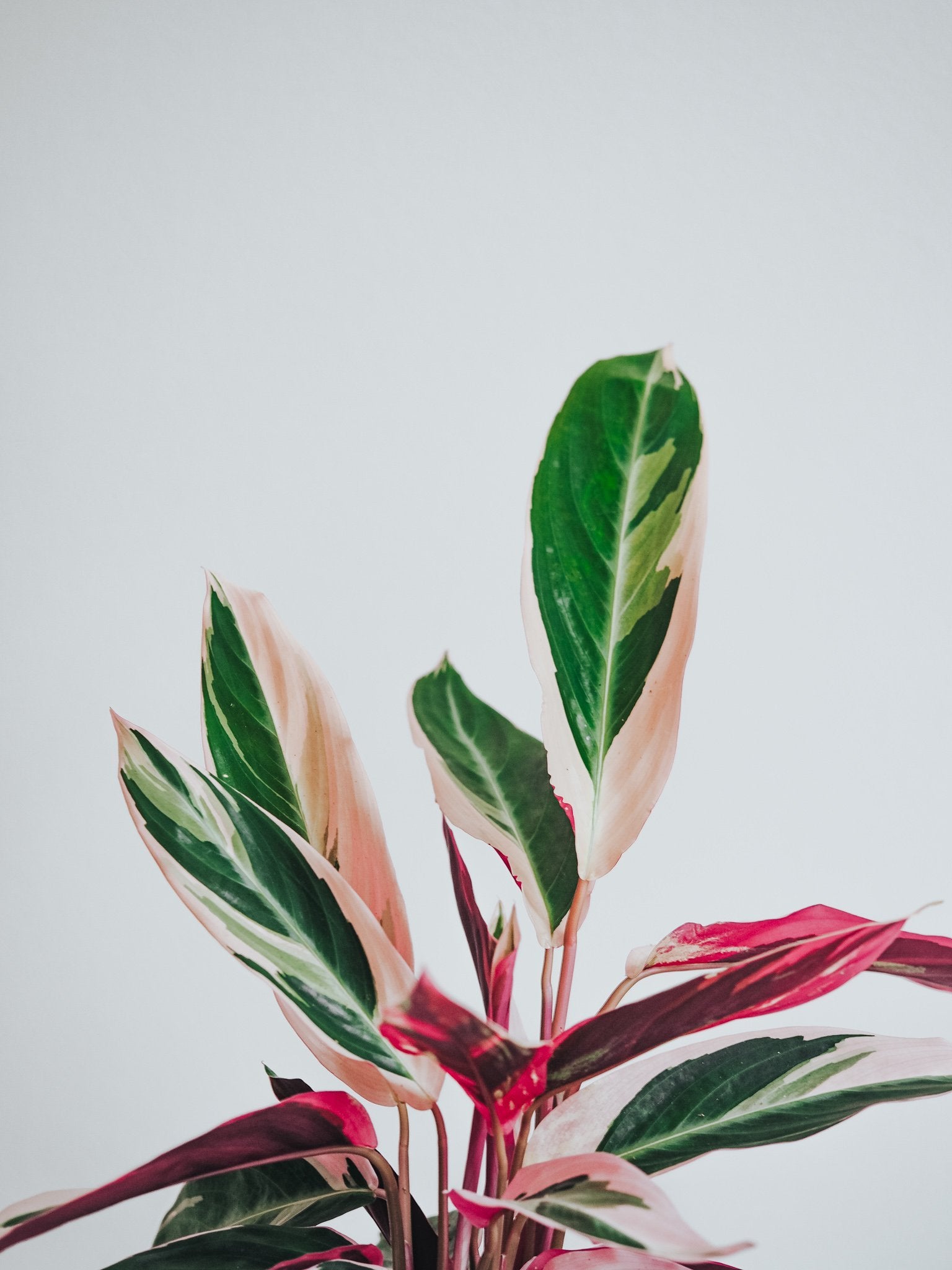 Stromanthe Triostar - Plantredo