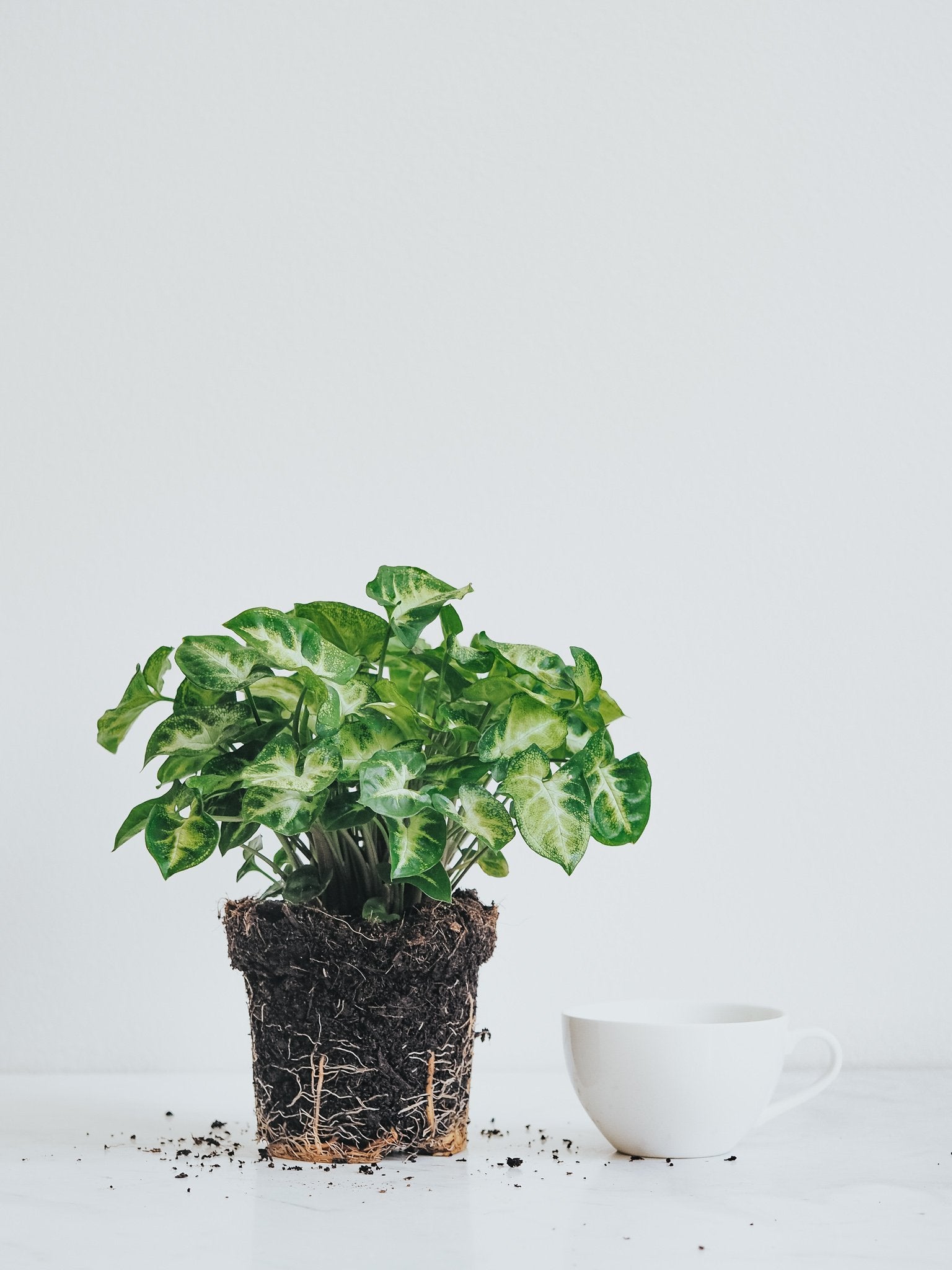 Syngonium Pixie - Plantredo