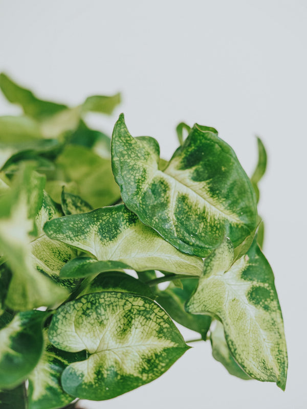 Syngonium Pixie - Plantredo