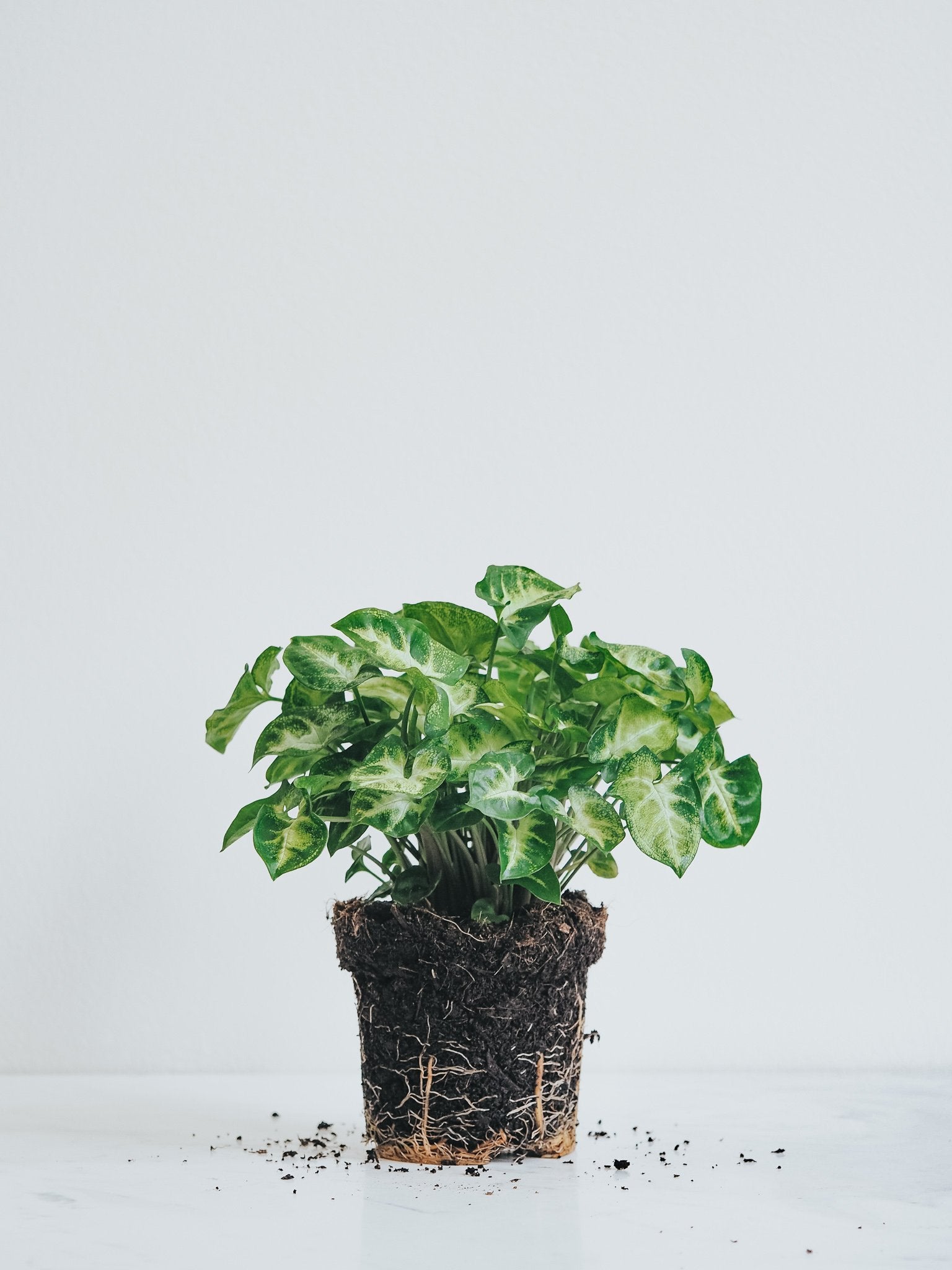 Syngonium Pixie - Plantredo