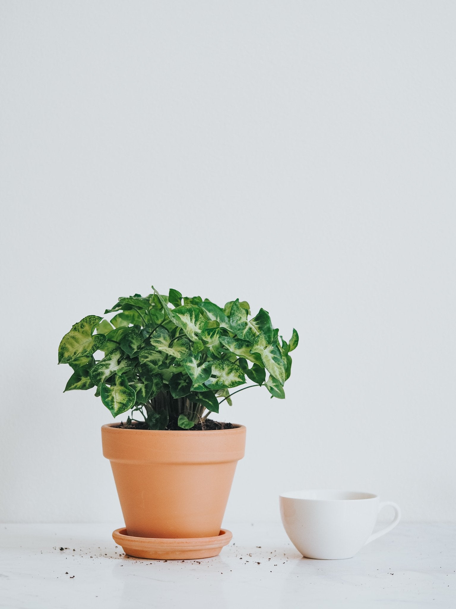Syngonium Pixie - Plantredo