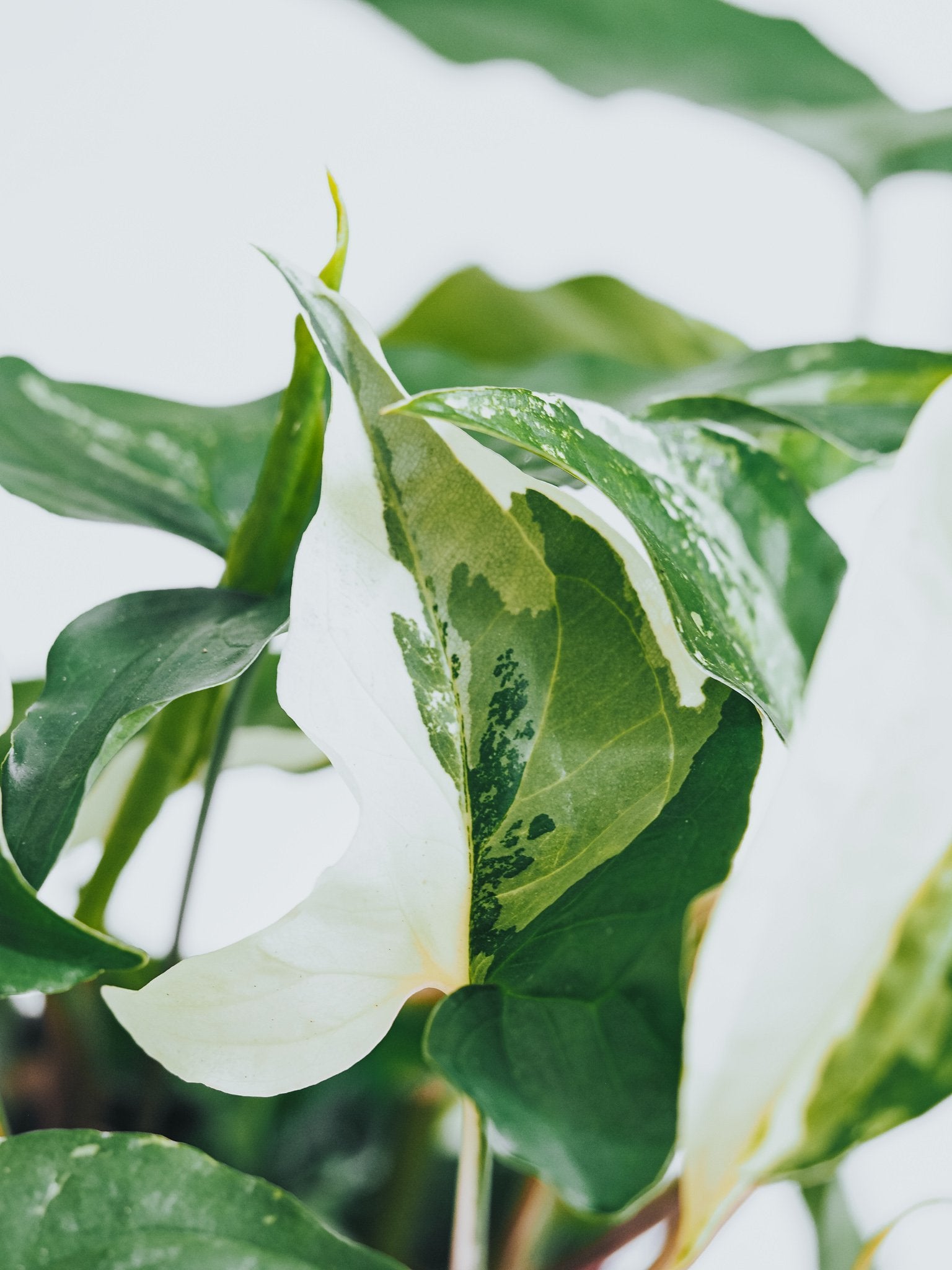 Syngonium podophyllum albo ’Variegata’ - Plantredo
