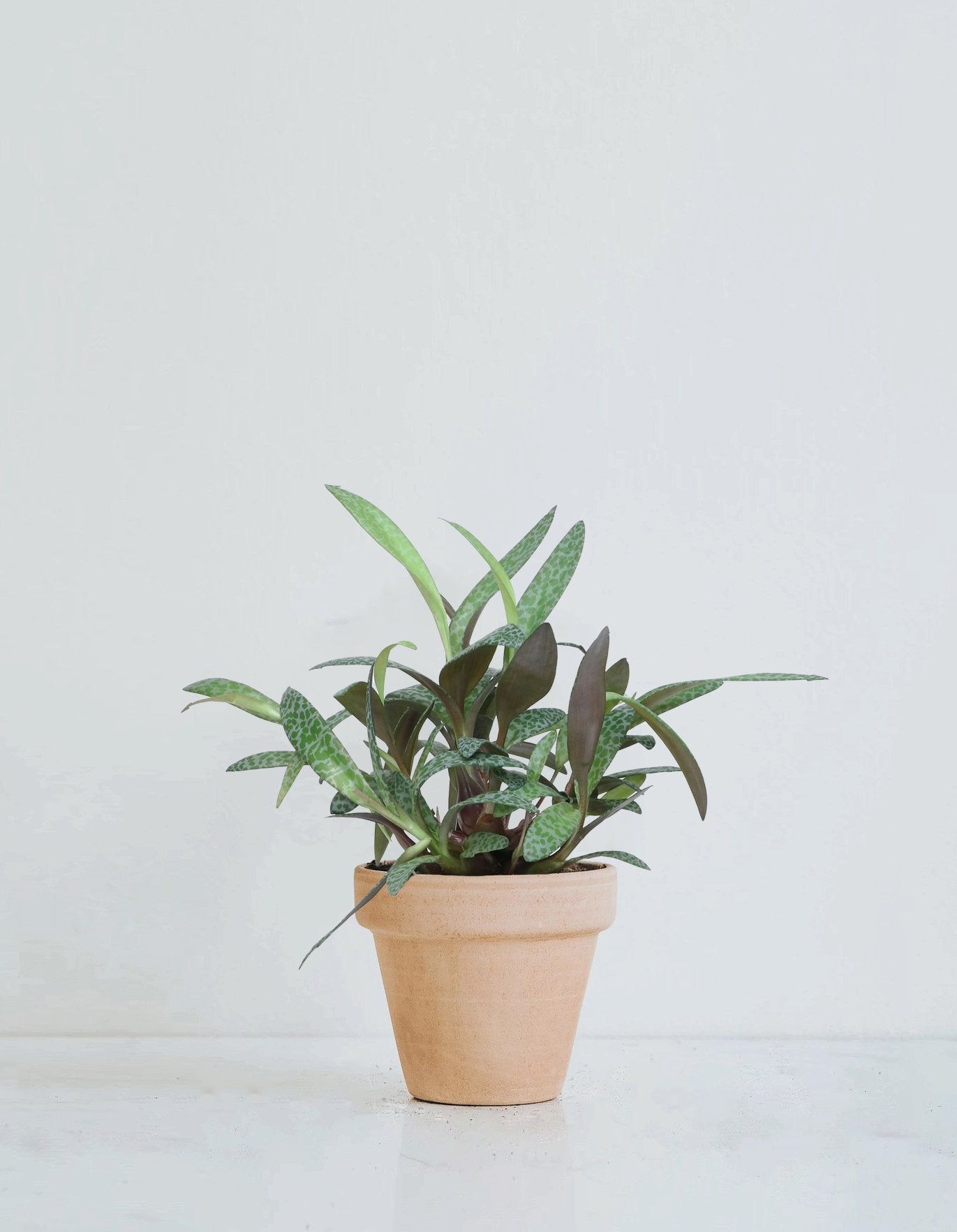 Syskonstjärna - Plantredo