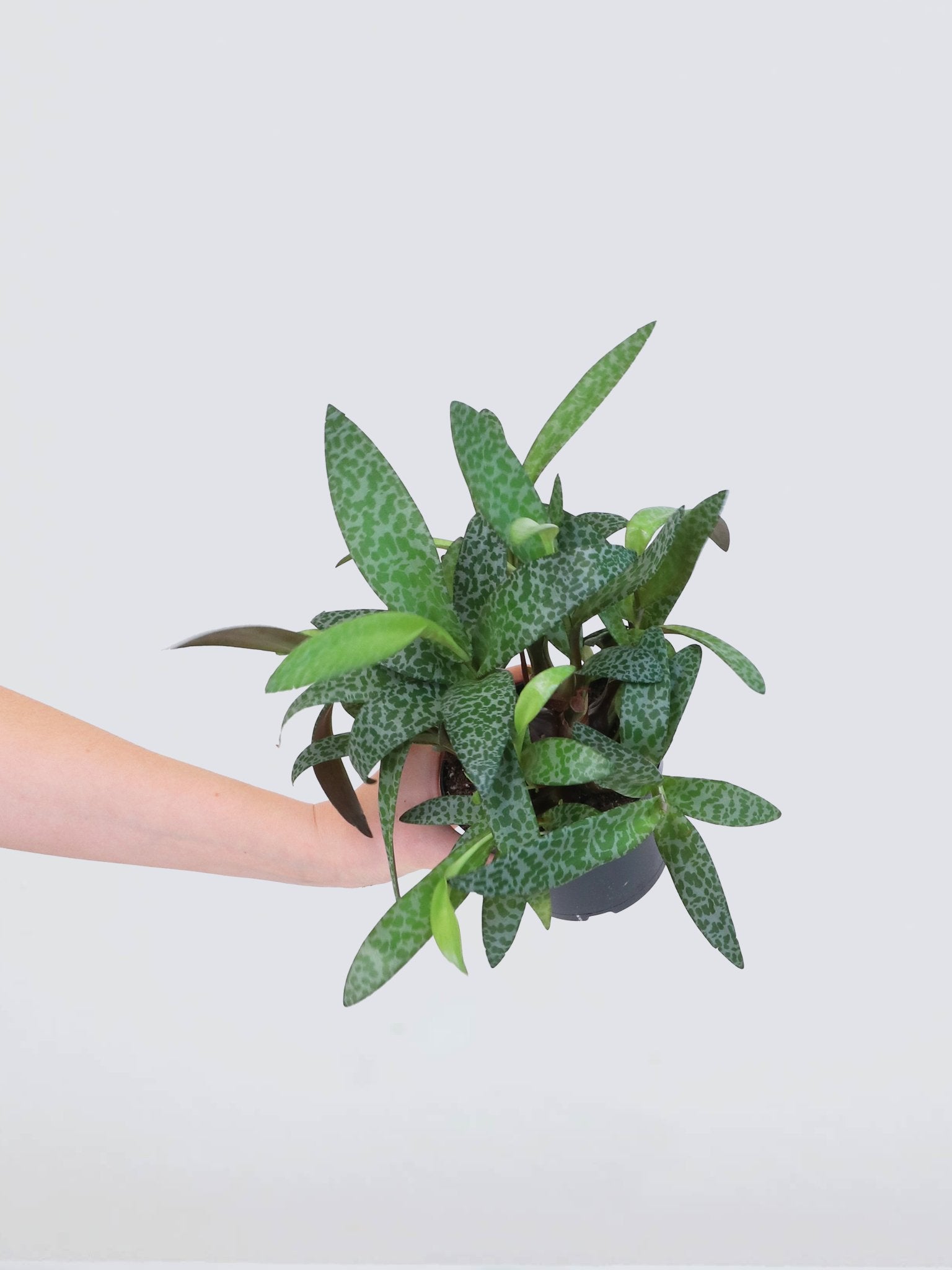 Syskonstjärna - Plantredo