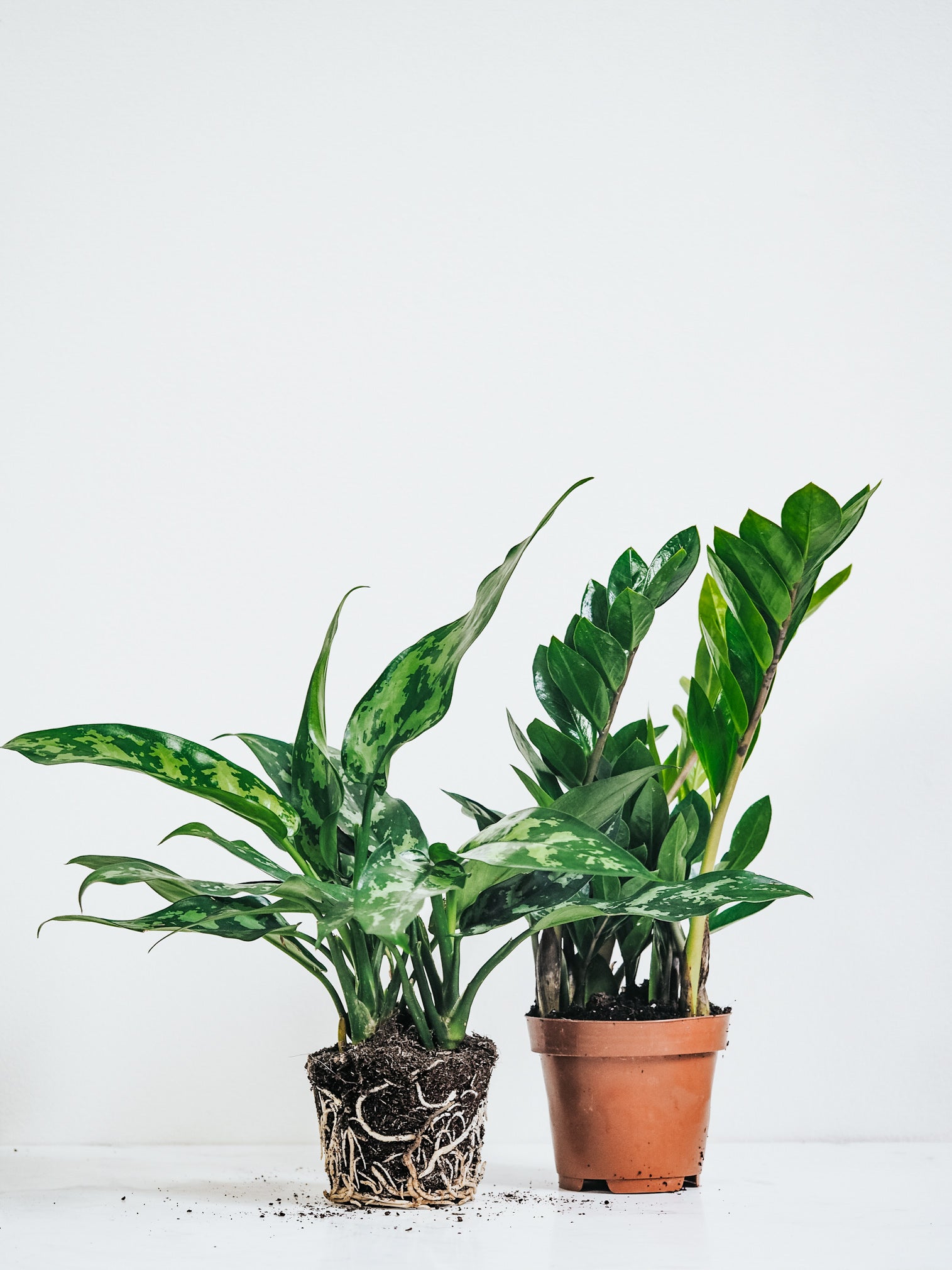 The Shadow Lovers! - Plantredo
