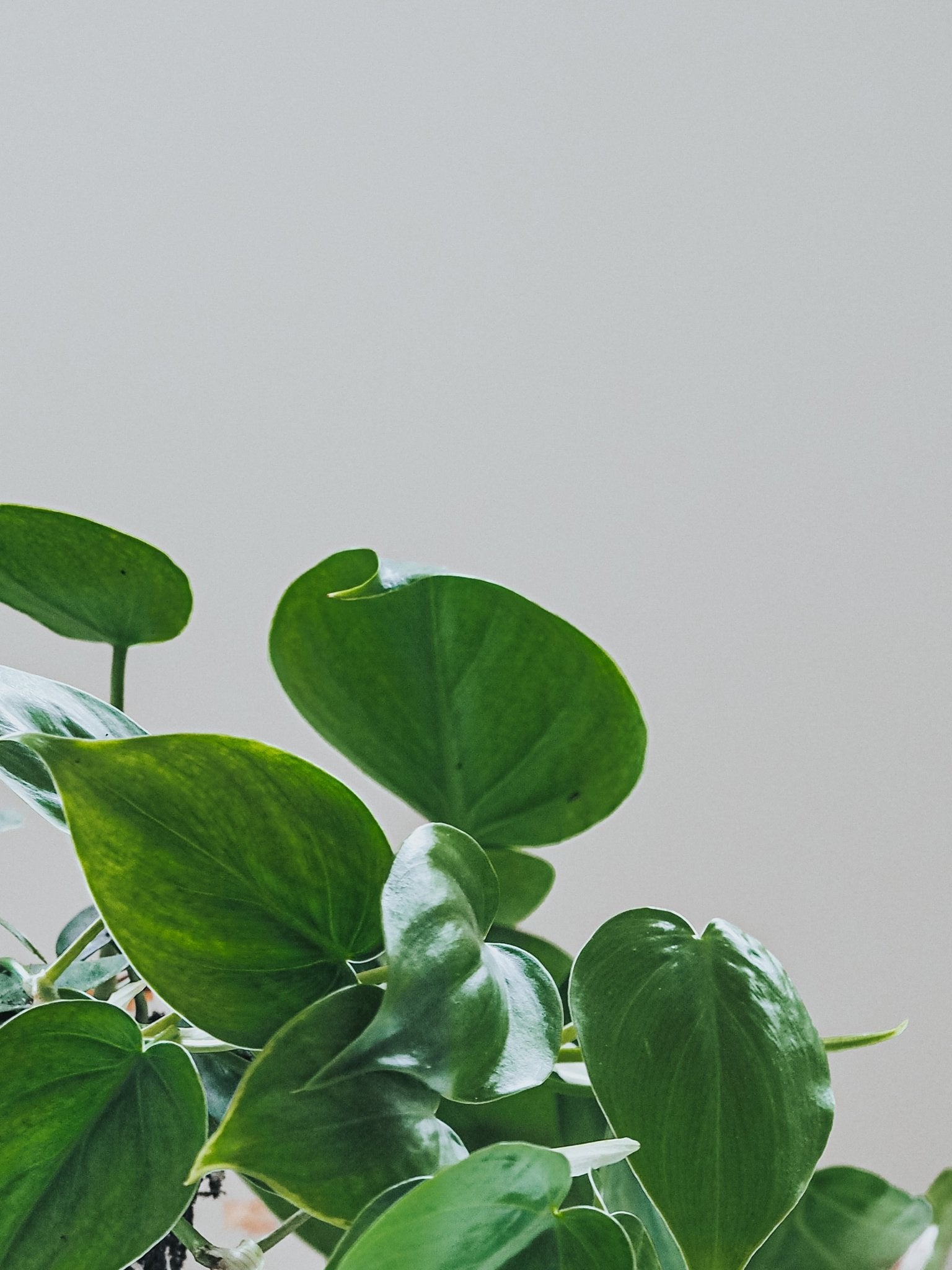 Två Klätterväxter - Plantredo