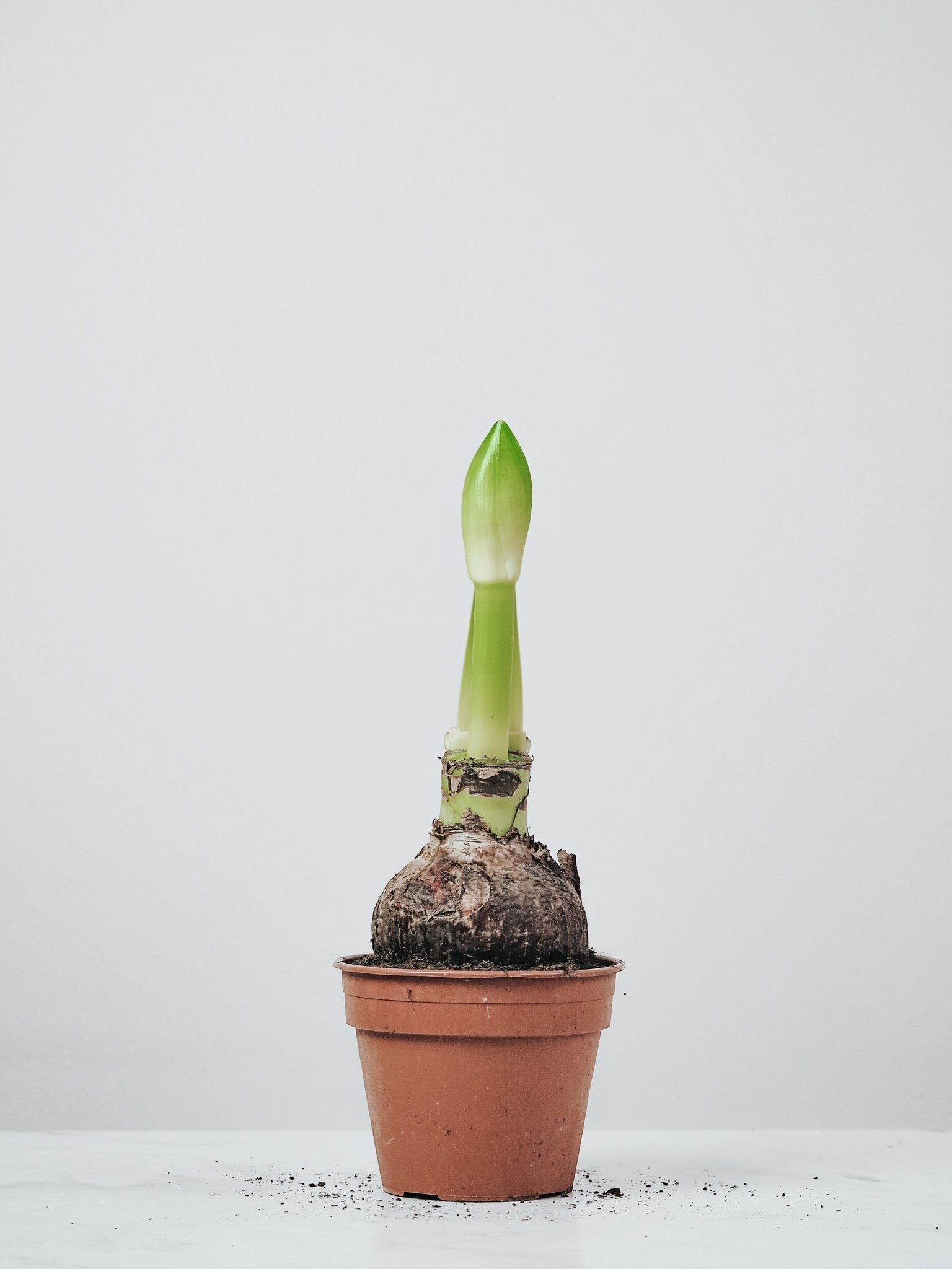 Vit Amaryllis - Plantredo