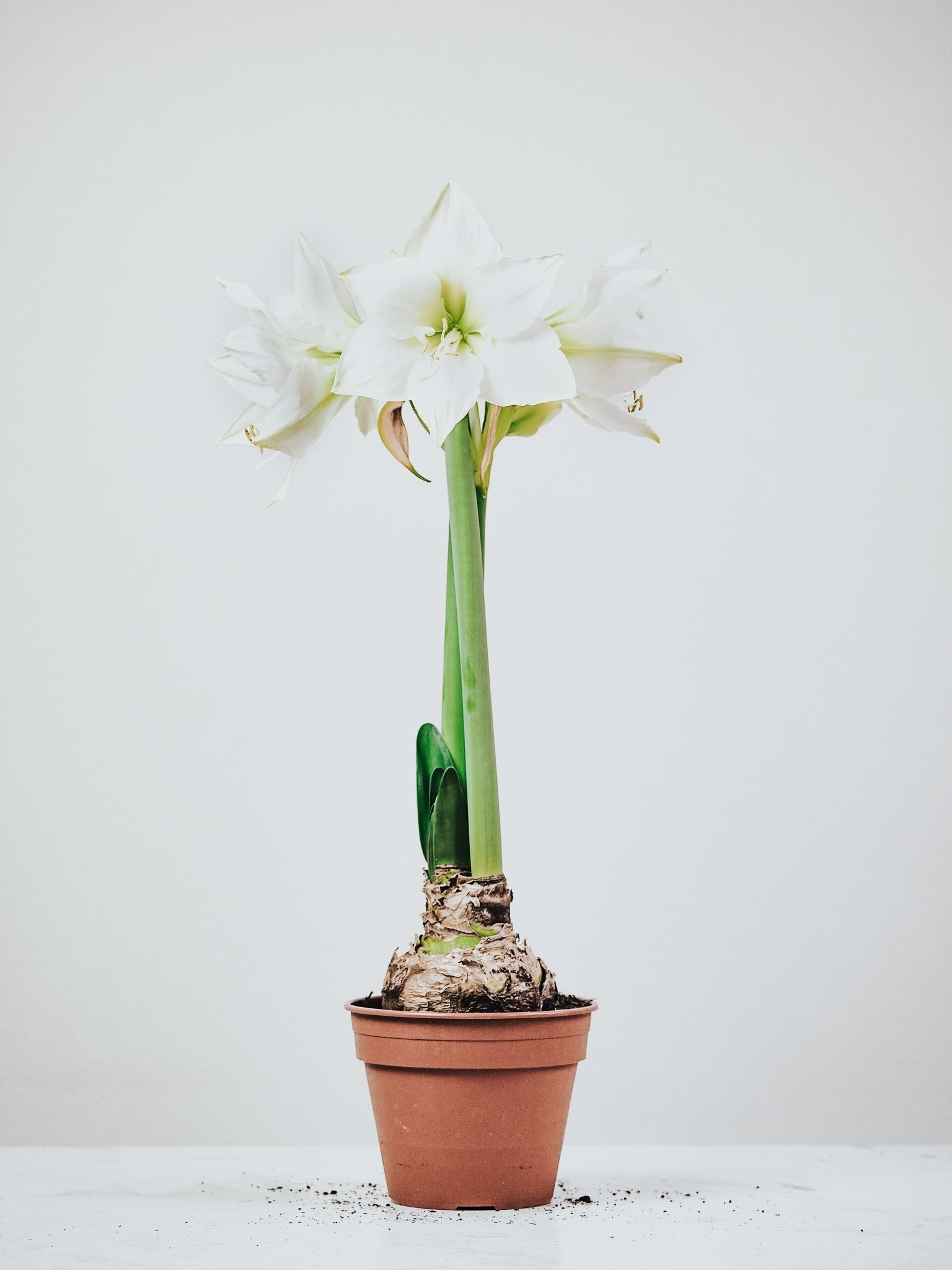 Vit Amaryllis - Plantredo