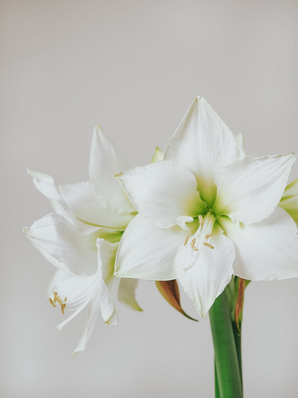 Vit Amaryllis - Plantredo