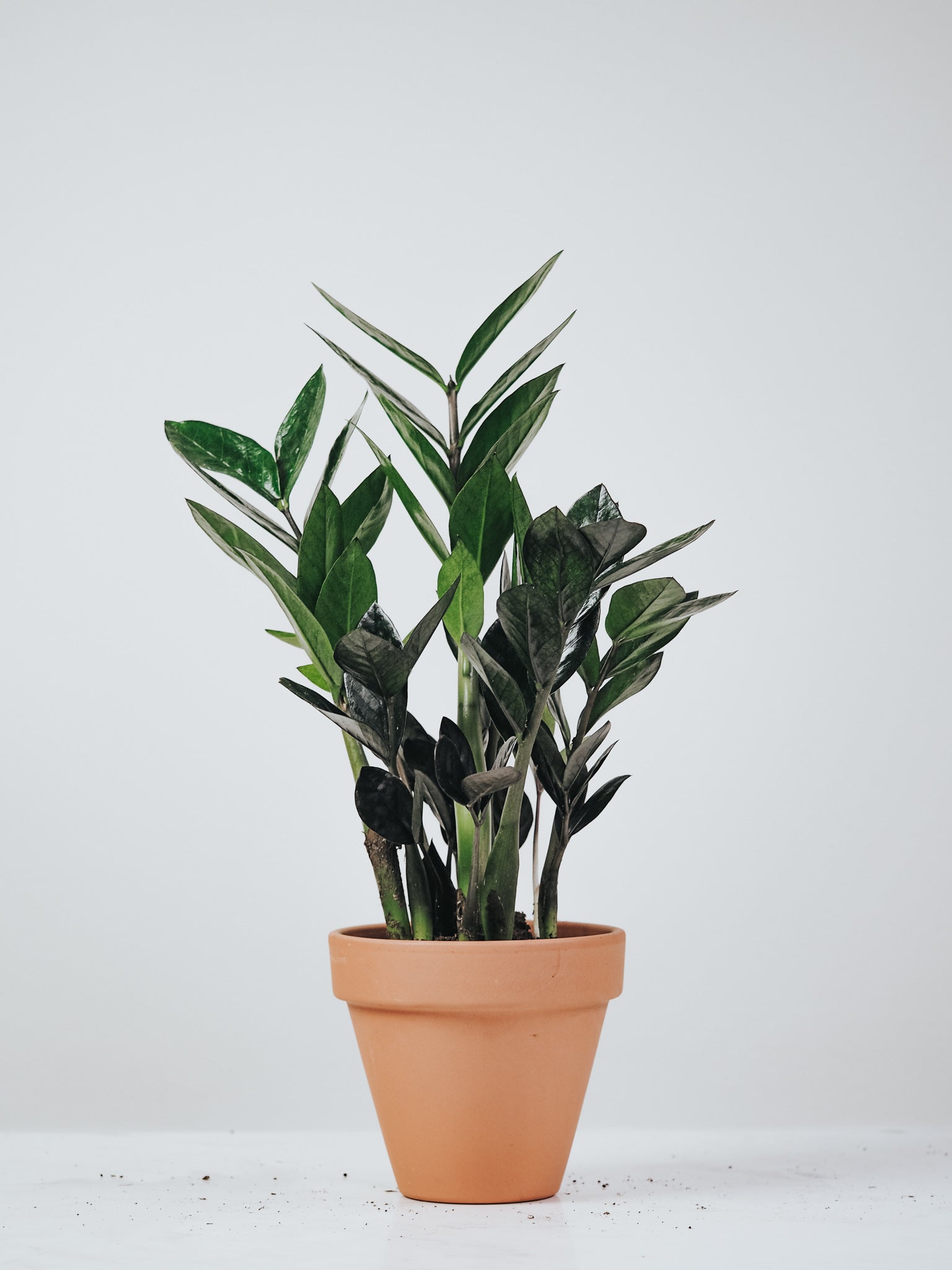 Zamioculcas Raven - Plantredo
