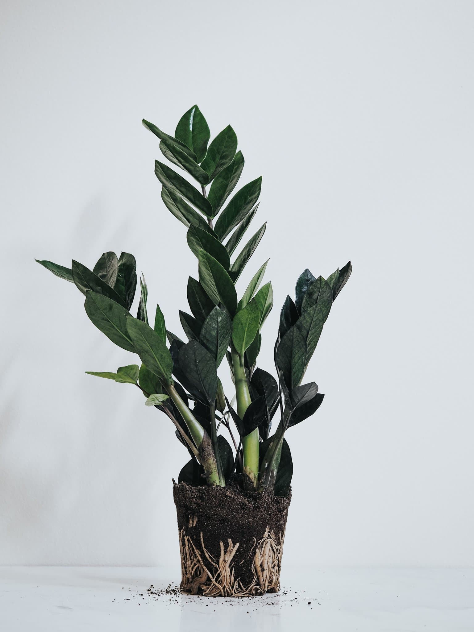 Zamioculcas Raven - Plantredo