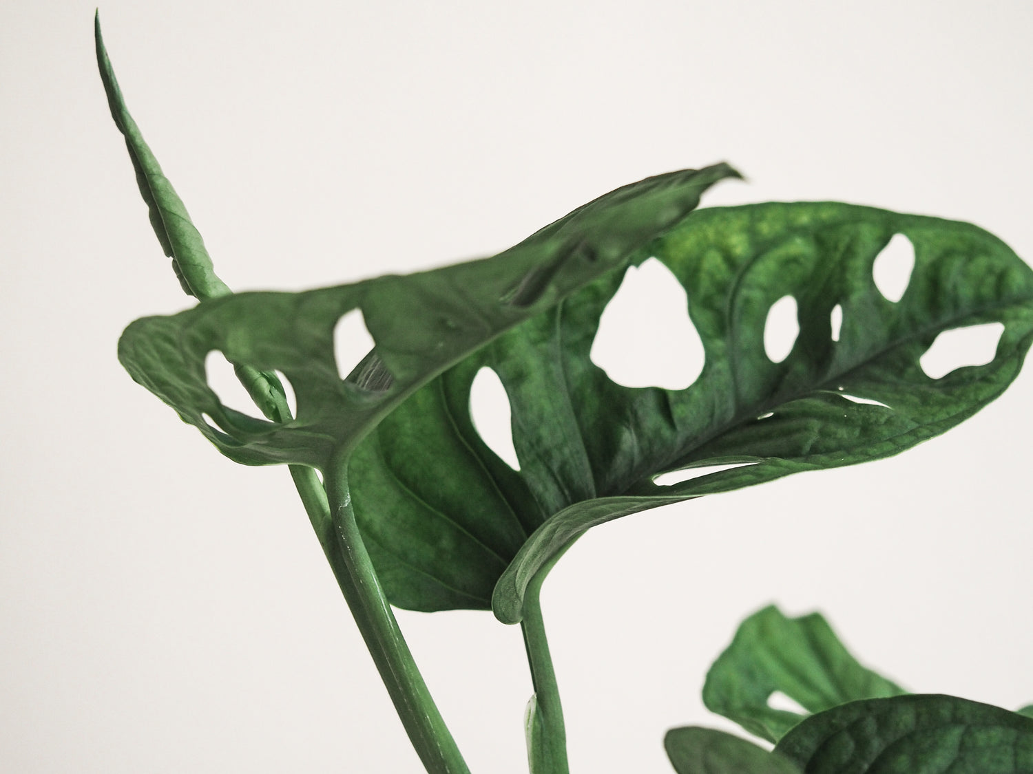 Skötselråd Monstera adansonii - Plantredo