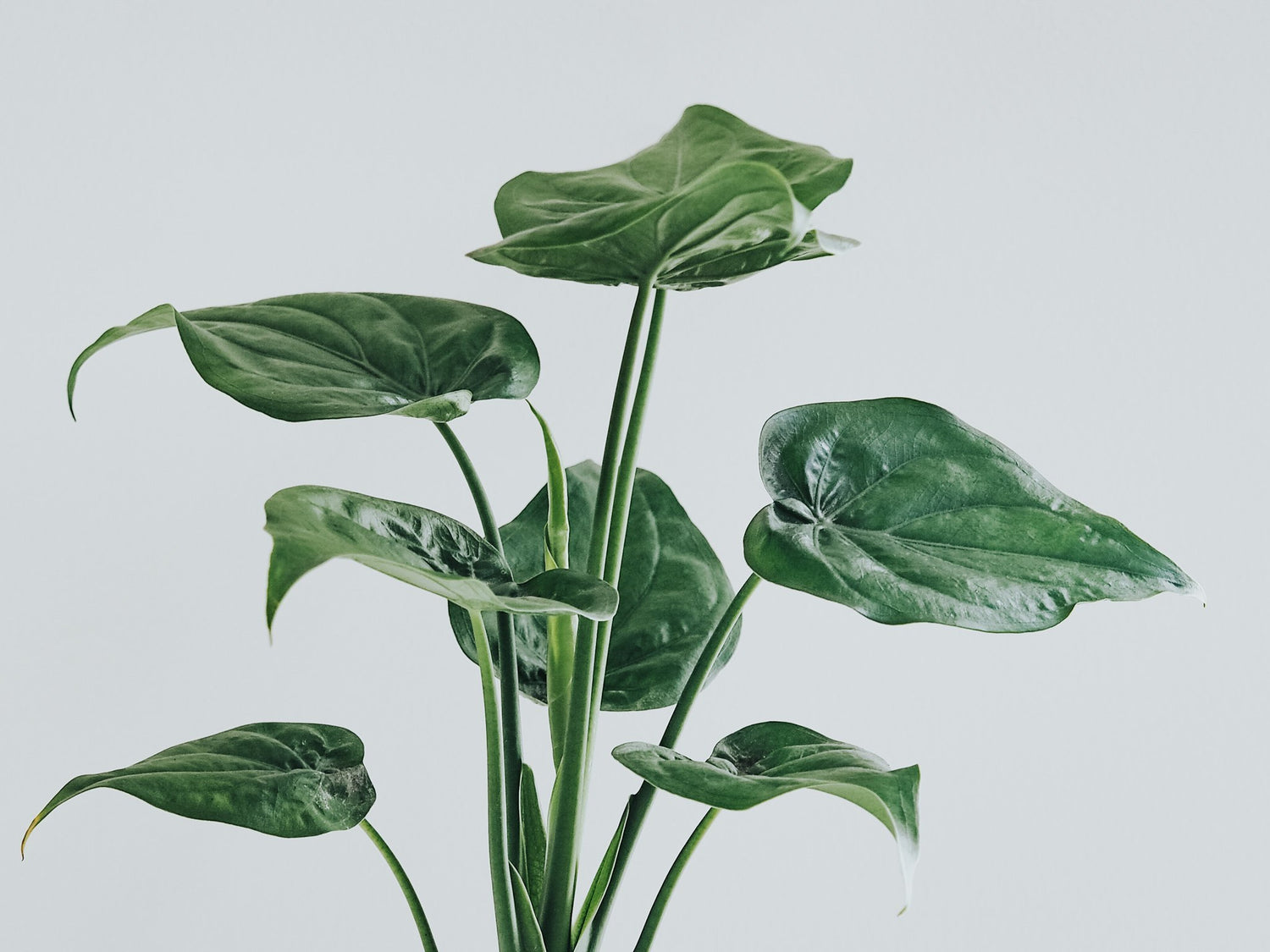 Skötselråd Alocasia - Plantredo