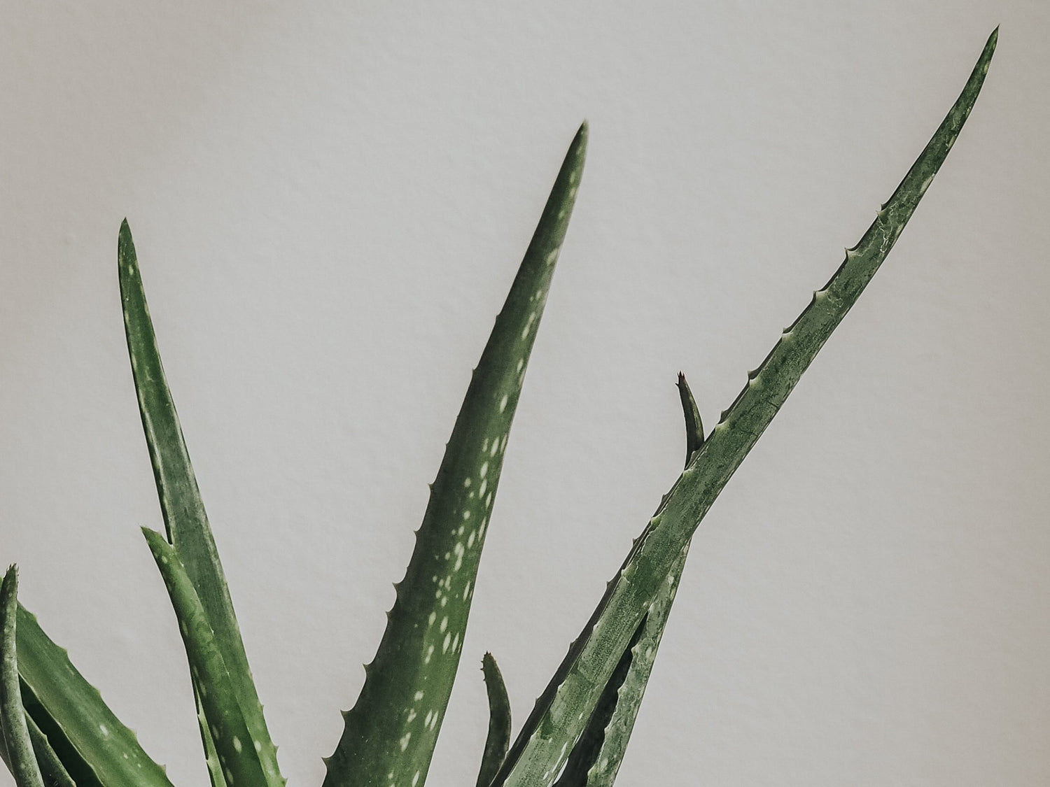 Skötselråd Aloe Vera - Plantredo