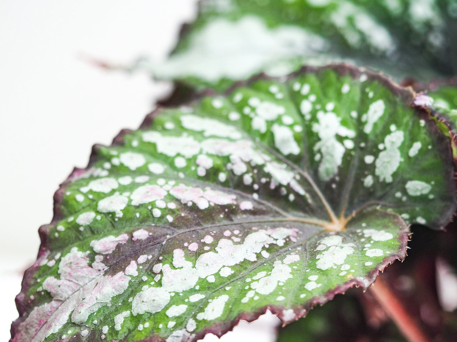 Skötselråd Begonia Rex - Plantredo