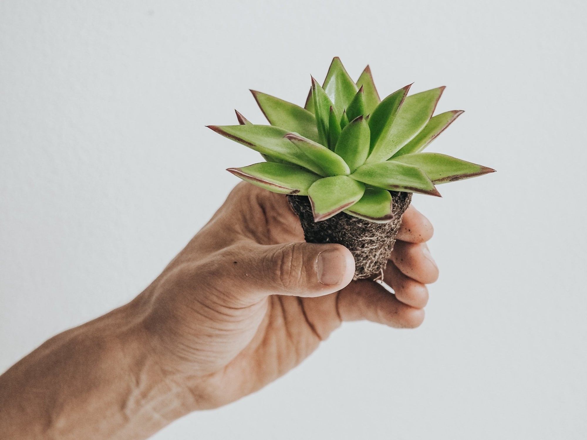 Skötselråd Echeveria - Plantredo