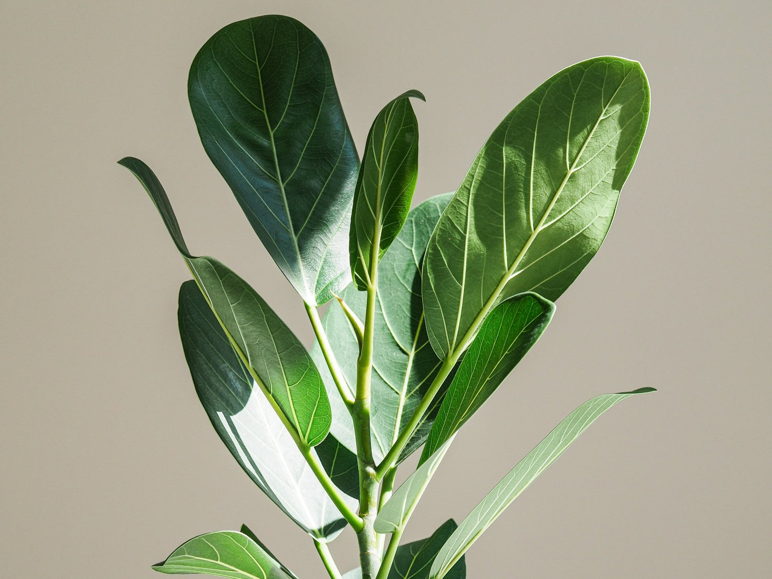 Skötselråd Ficus Audrey - Plantredo