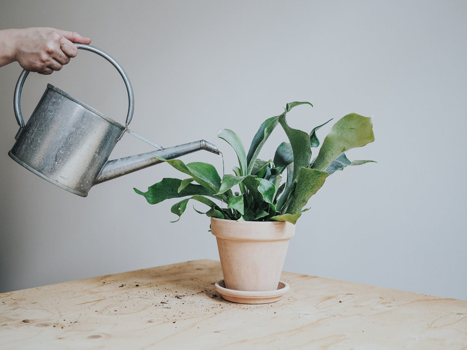 Hur du vattnar dina växter - Plantredo