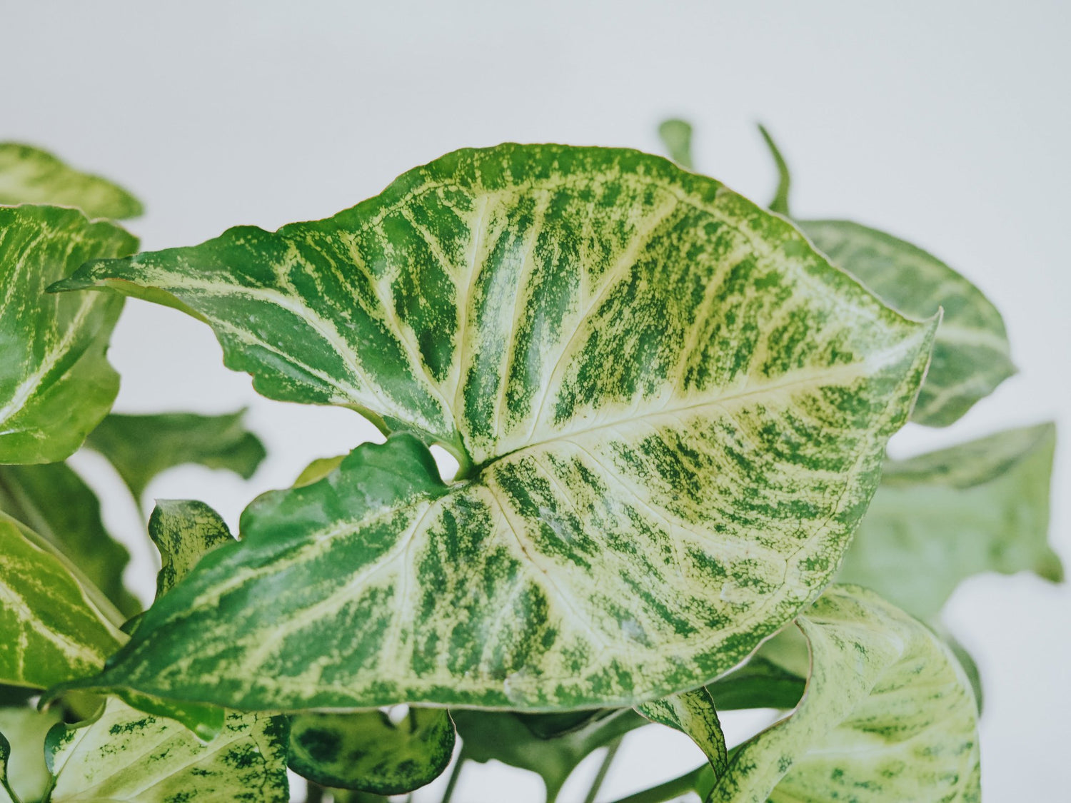 Plantbox Juni 2020 - Plantredo