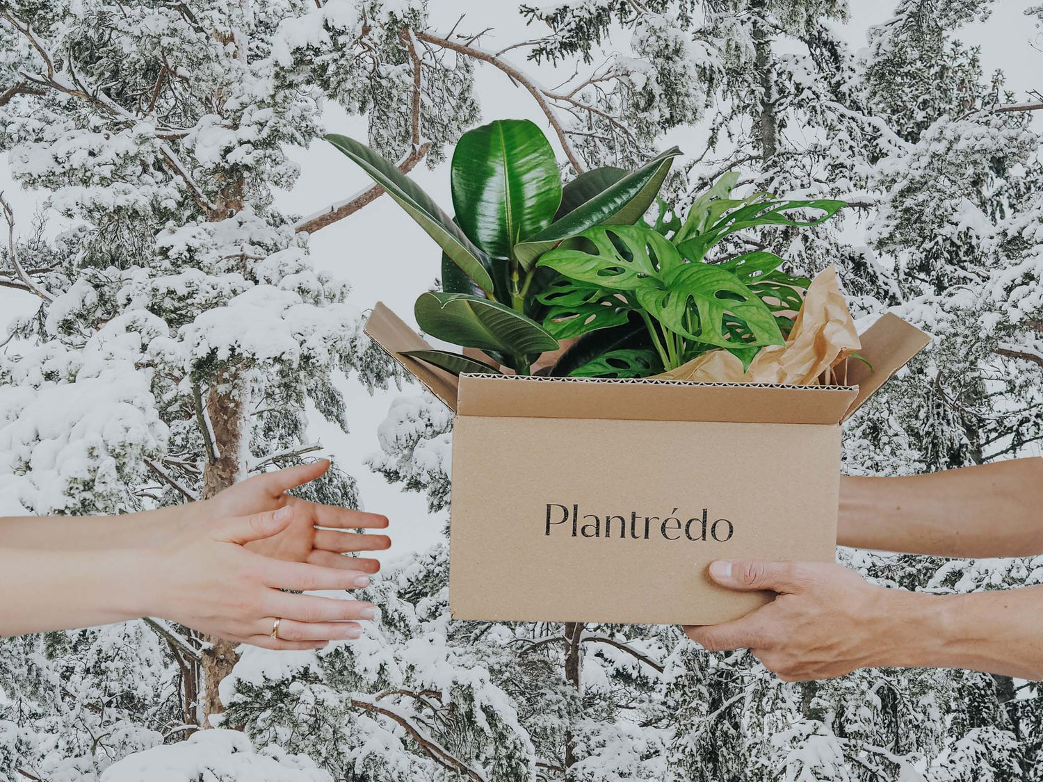 Kan man skicka växter på vintern? - Plantredo