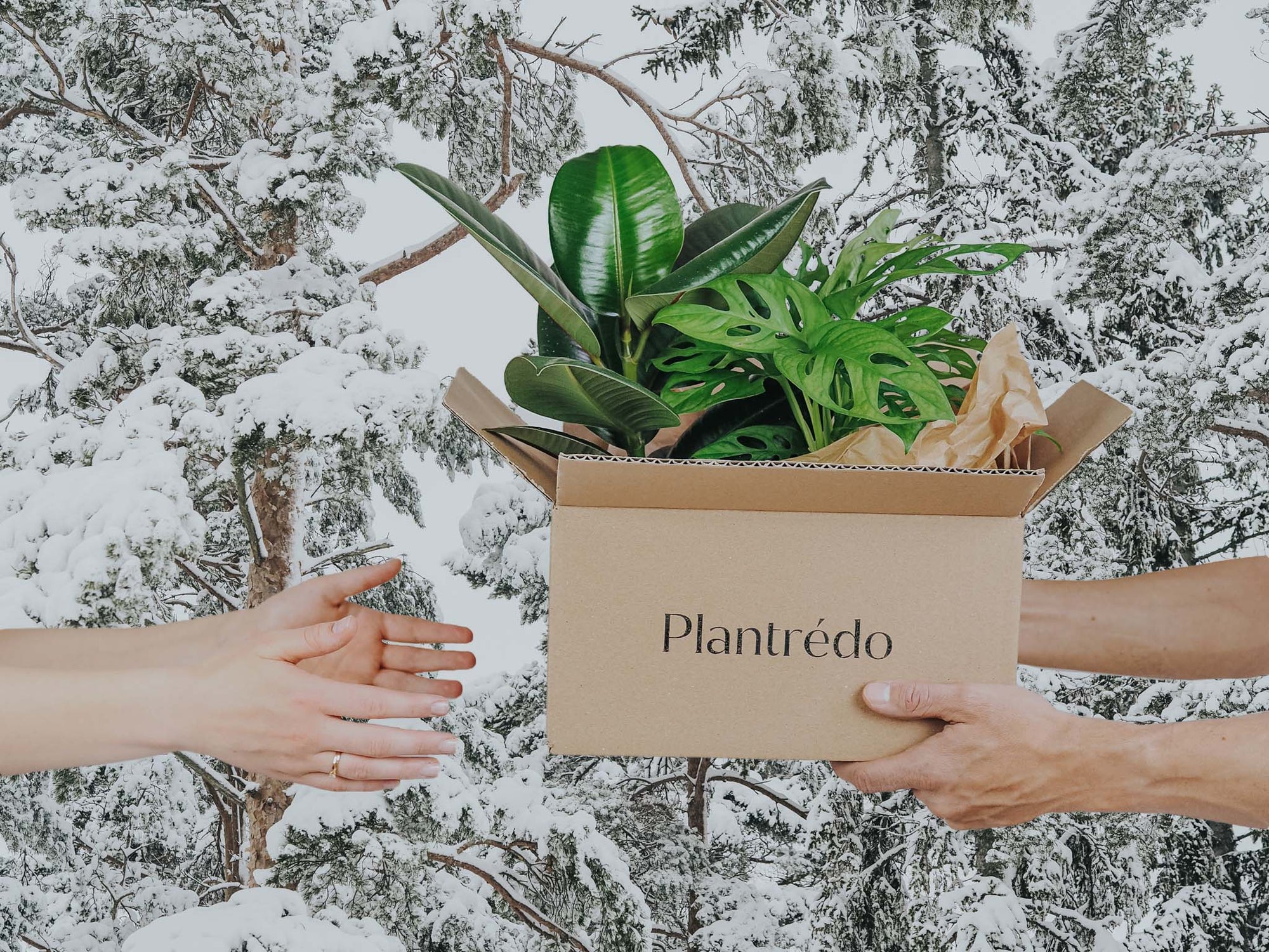 Kan man skicka växter på vintern? - Plantredo