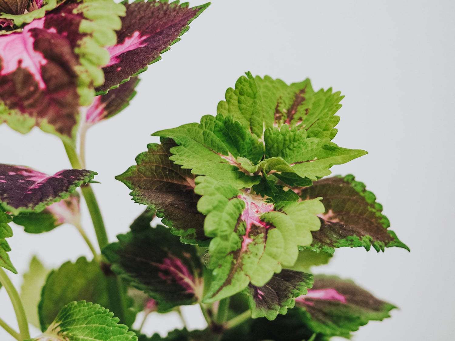 Plantbox Mars 2020 - Plantredo
