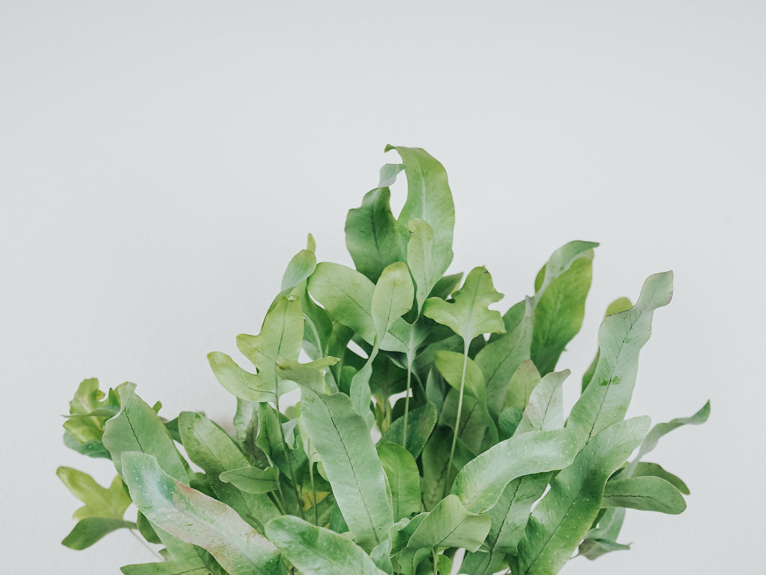 Plantbox Augusti 2021 - Plantredo