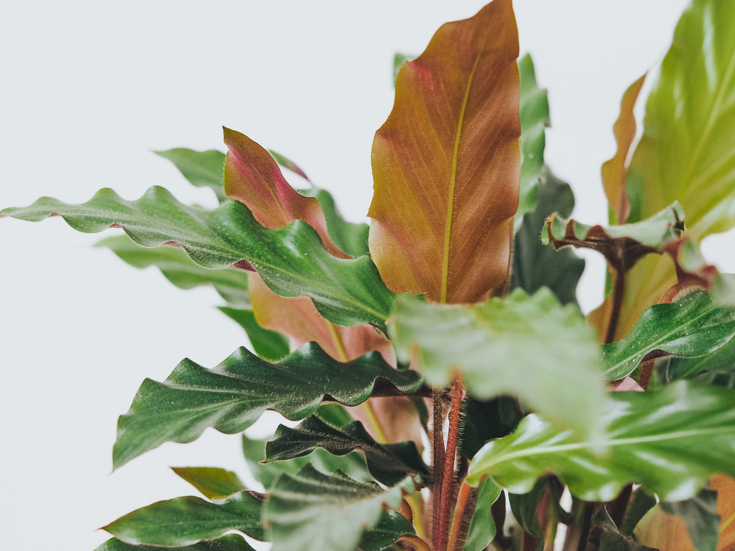 Plantbox Oktober 2021 - Plantredo